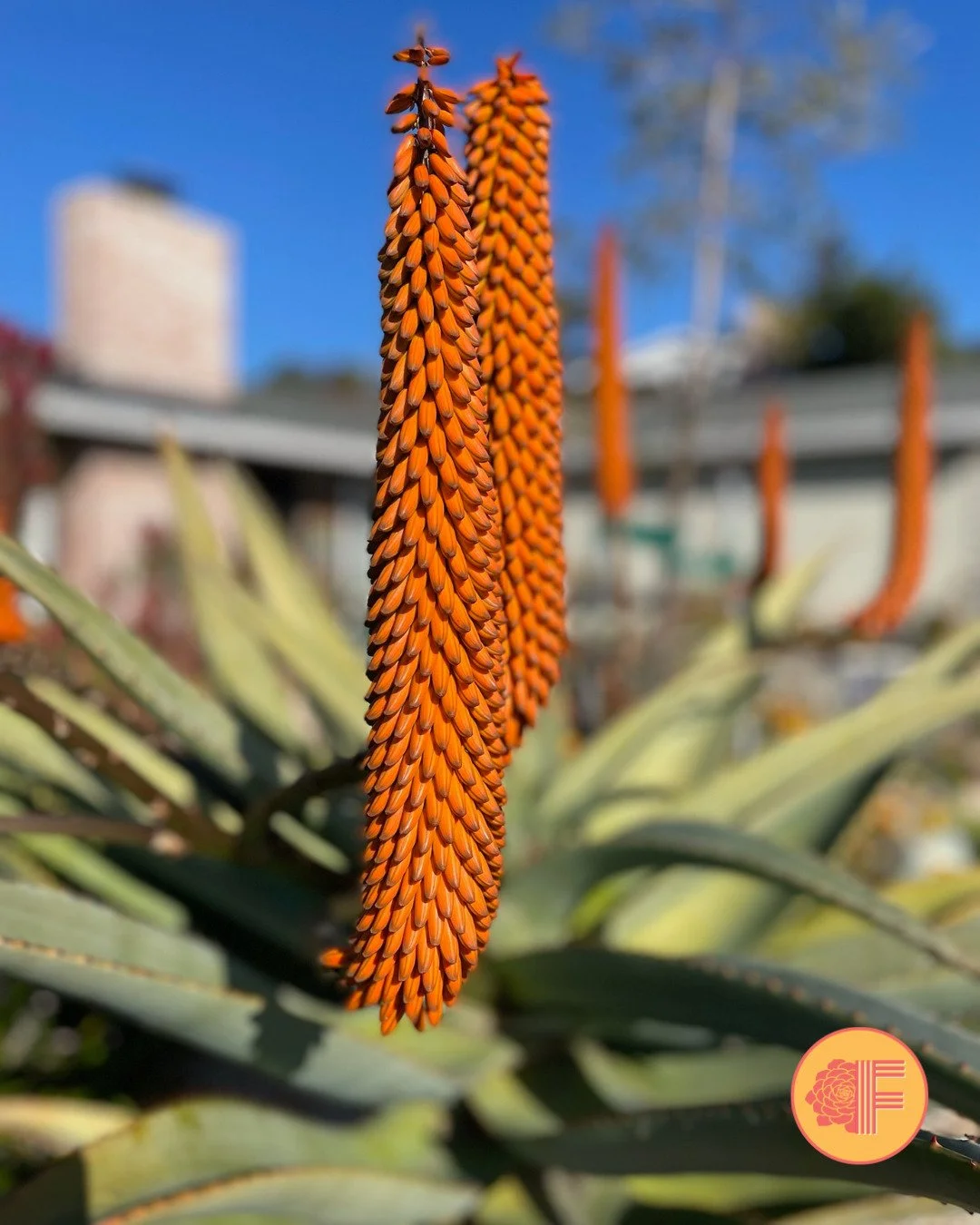 January and February are usually the coldest and wettest months of our Bay Area winters 🦚 🔥

Winter Blooming Aloes are nature&rsquo;s way of ensuring your garden delights, inspires, and supports wildlife throughout the year &mdash; explosive torche