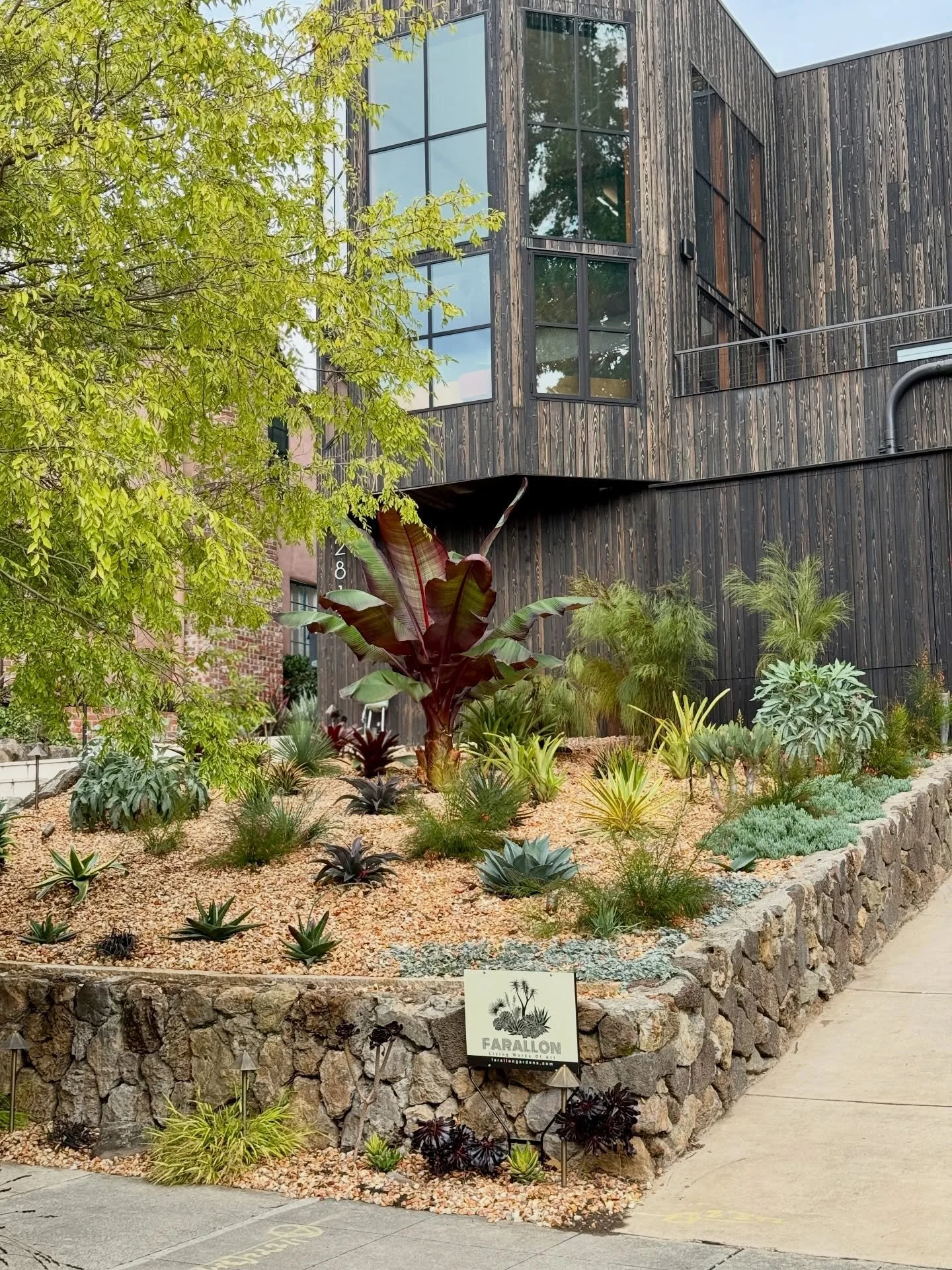 Kelsey Street 💈 Berkeley California. Farallon came on board as our awesome clients were buttoning up the exterior of a thorough inside / out renovation by @klopfarchitecture . The front garden was intended to be a gift to the lovely Elmwood neighbor