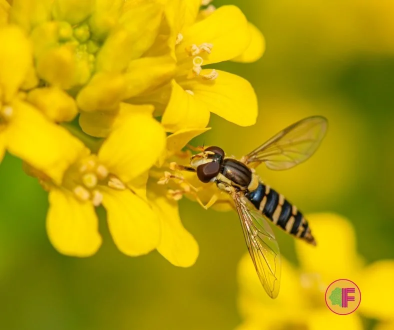 California is home to over 1,600 species of native bees. Most Bay Area gardens, however well-planted, support only a fraction of them. The gap between a garden that looks like habitat and one that functions as habitat comes down to how it was designe