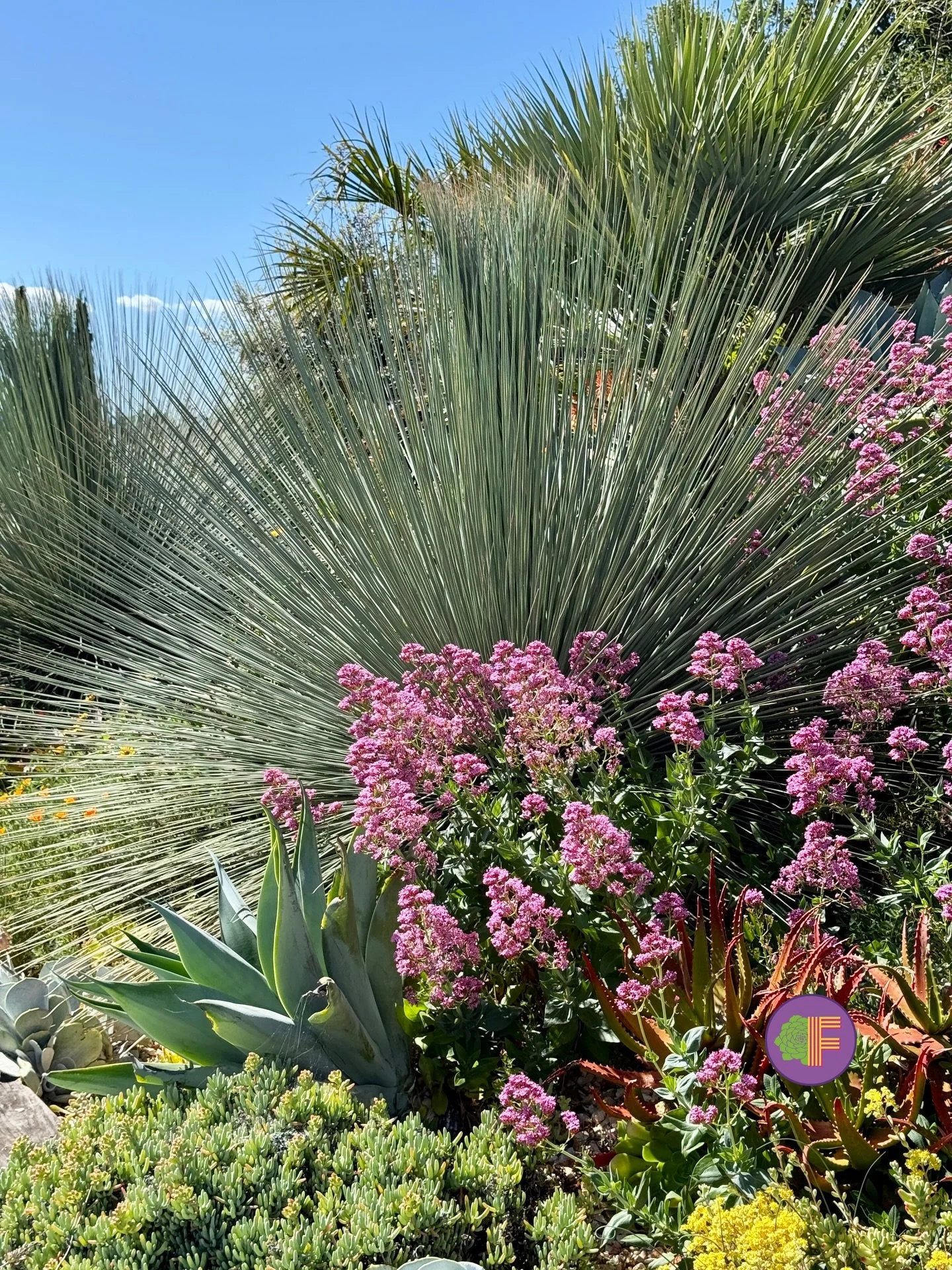 🌾 Plant of the Week: Xanthorrhoea &mdash; Grass Tree

🔬 Xanthorrhoea is a monocot in the family Asphodelaceae &mdash; a genus shaped by millions of years of Australian fire ecology. The trunk is constructed from compressed leaf bases bonded by natu