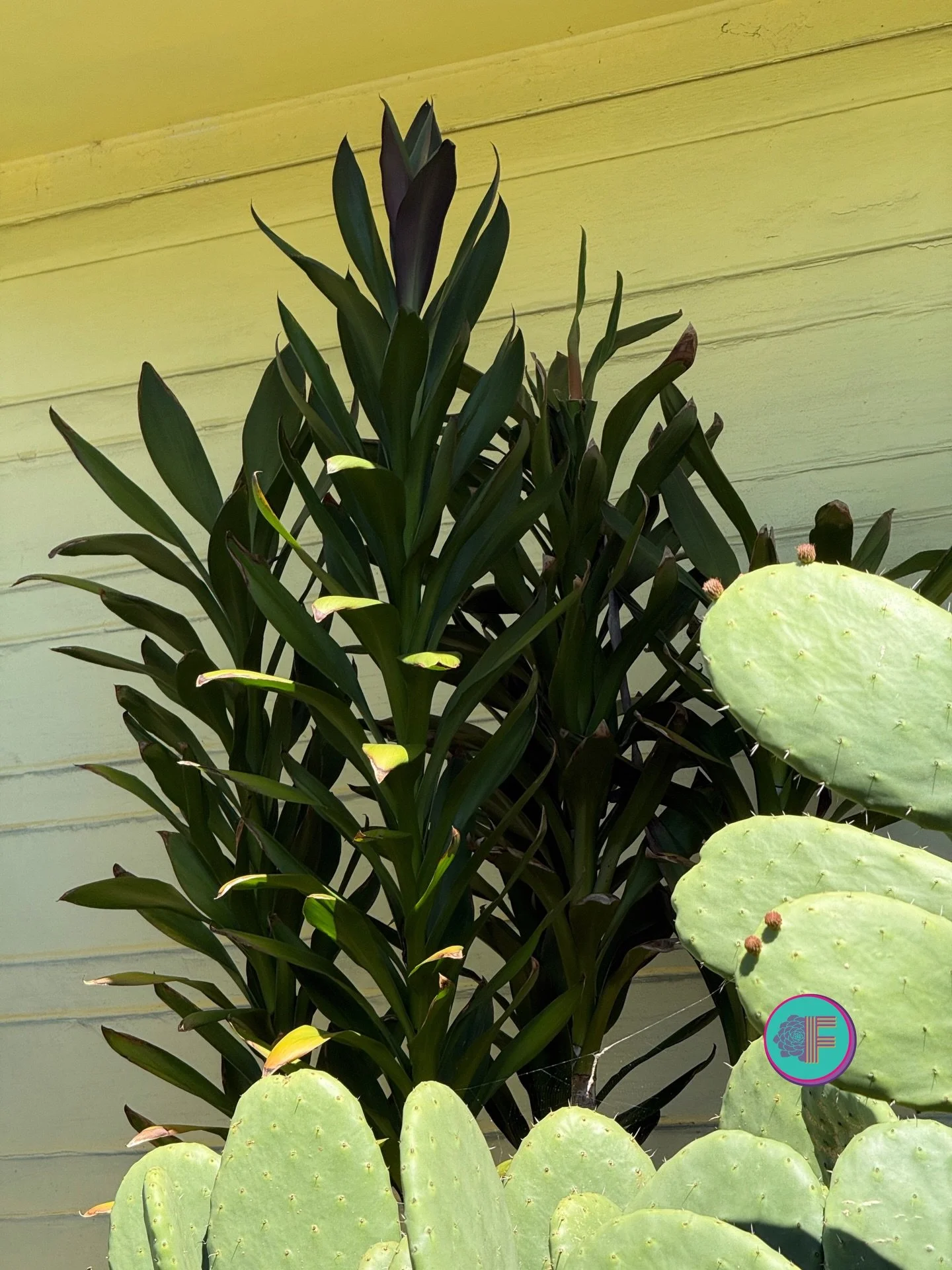 🪴✨ Plant of the Week: Cordyline glauca ✨🪴

Family: Asparagaceae

Native to Southeast Asia, Eastern Australia, and the Western Pacific 🌏 An evergreen perennial producing dense, upright clusters of long, strap-like leaves in deep, dark green 💚 New 