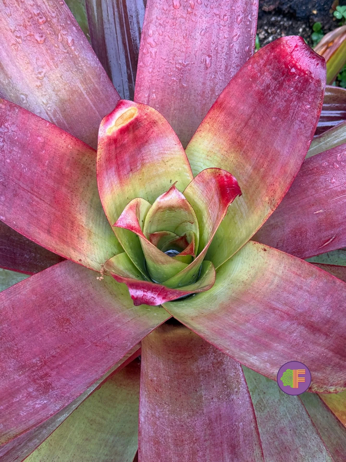 Plant of the Week: Alcantarea imperialis ✨🏵️

Family: Bromeliaceae

Alcantarea imperialis is a bromeliad of genuine architectural consequence &mdash; and one of the most compelling structural plants available for Bay Area gardens. Native to the gran