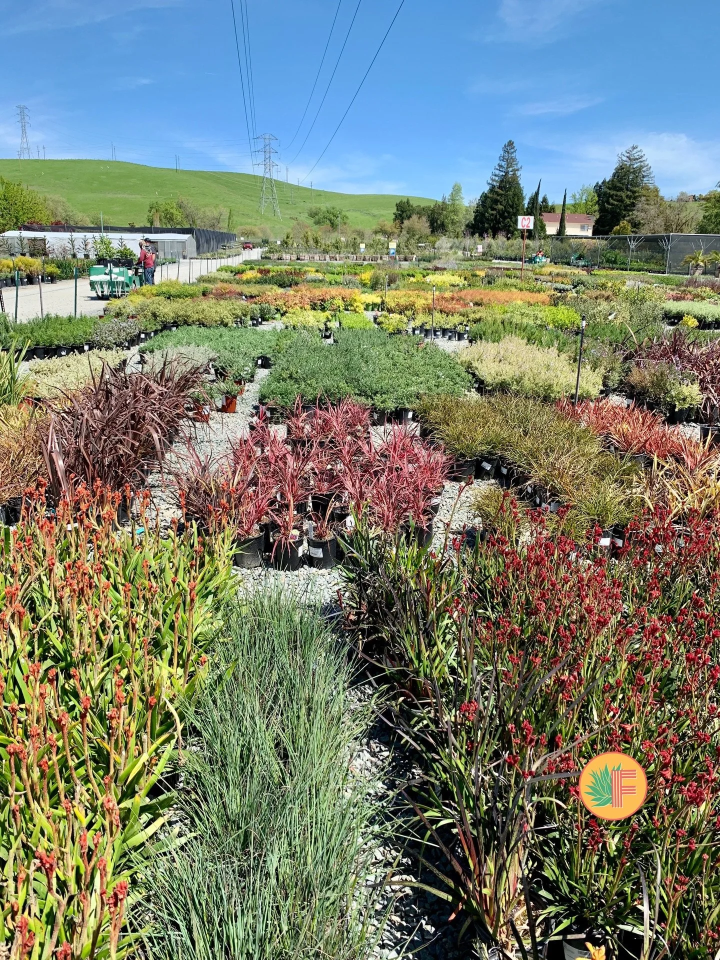 🌳🌲🌵We&rsquo;ve been sourcing from @devilmountainnursery for 15 years. Licensed professionals only, no retail. Their Bay Area locations make it easy to hand-select material close to wherever a project is, and their staff genuinely knows what they&r