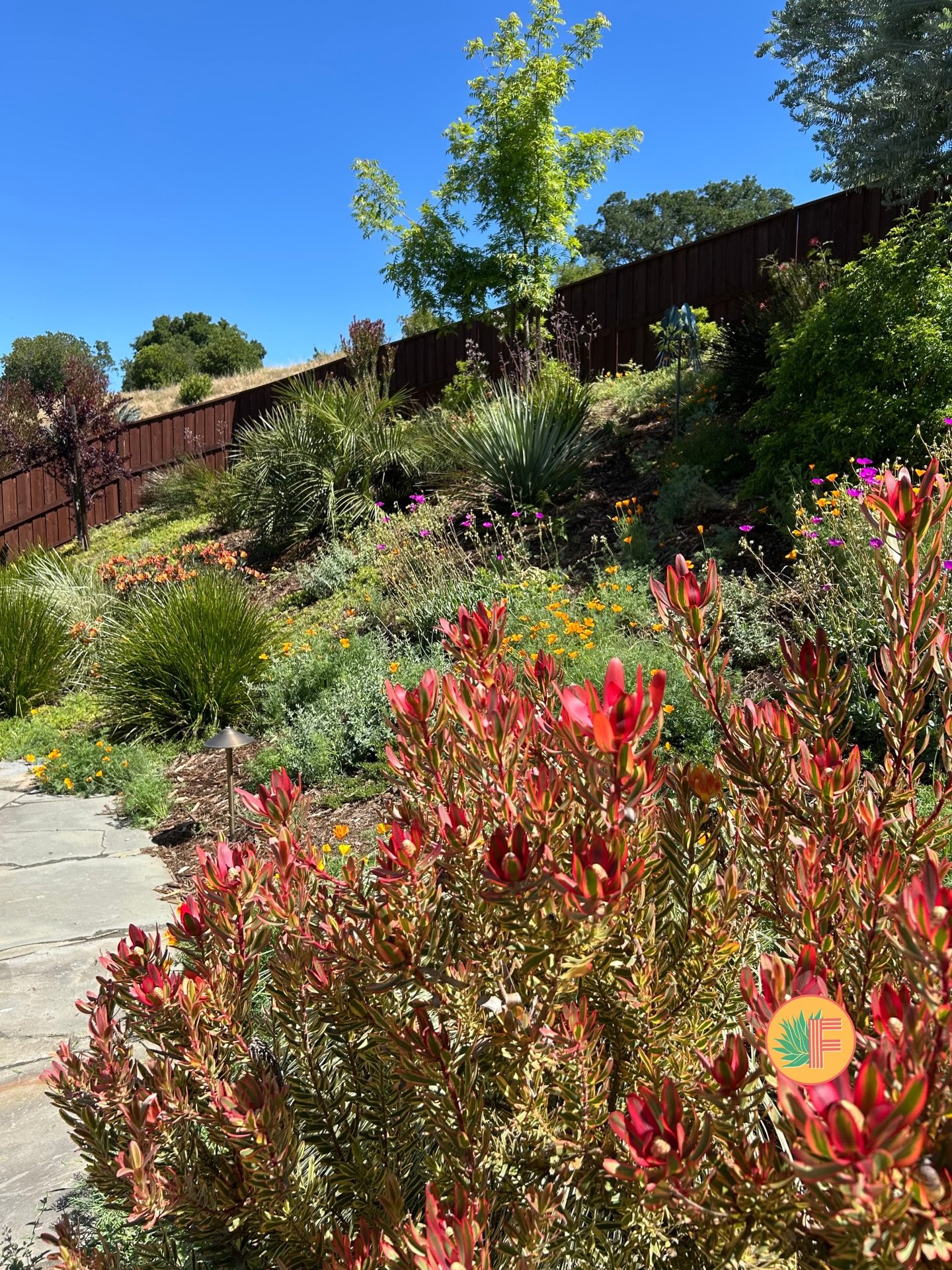 🌍 Microclimate analysis is where every Farallon Gardens project begins. Temperature differentials of 30 to 40 degrees between coastal and inland Bay Area sites, combined with fog patterns, aspect variation, and elevation-driven cold air drainage, cr