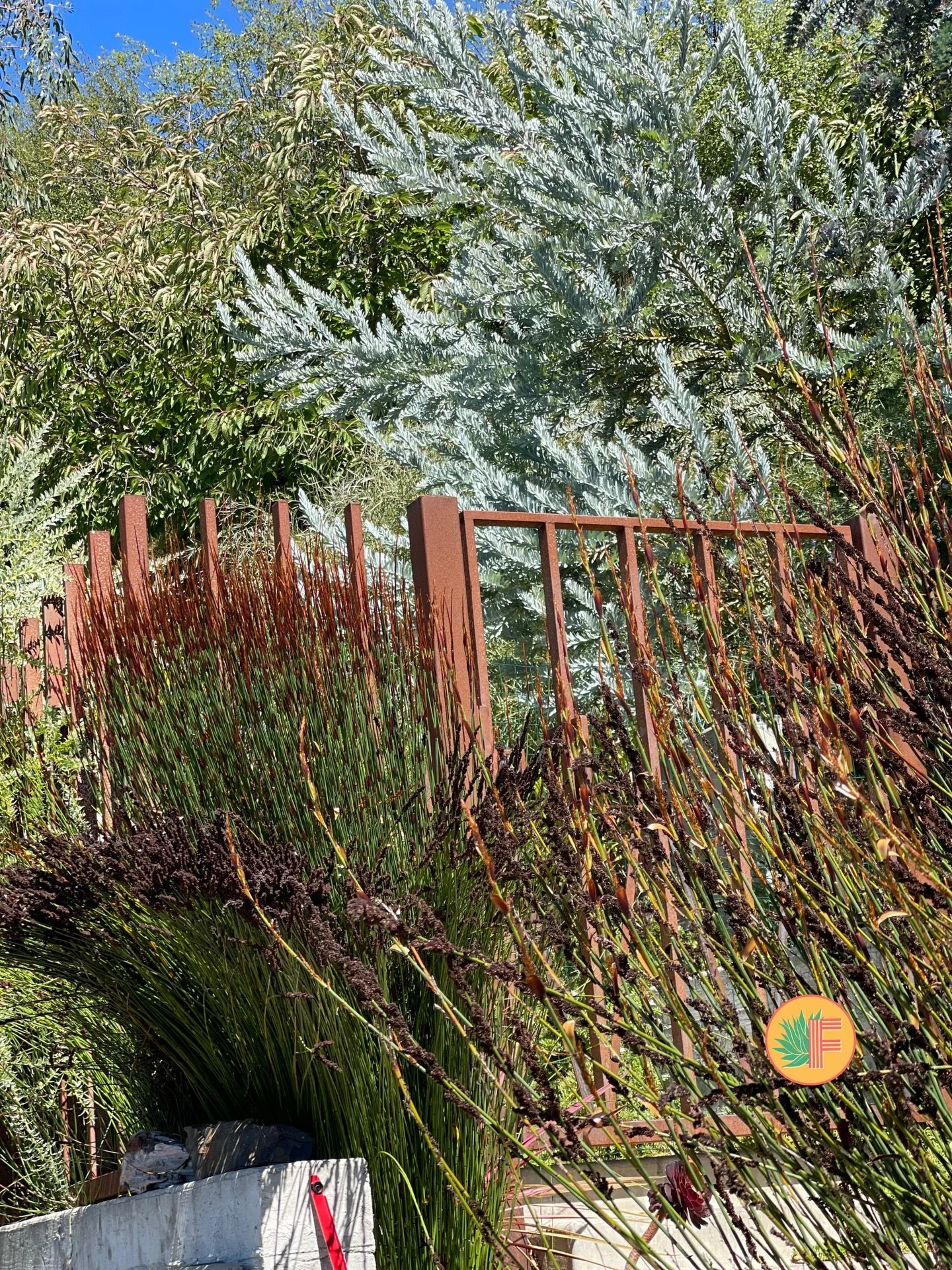 Plant of the Week: Chondropetalum tectorum 🌾
Family: Restionaceae

Chondropetalum tectorum is an evergreen, clump-forming perennial in the Restionaceae family, endemic to the Cape Province of South Africa. Upright, jointed stems reach 3 to 5 feet, e