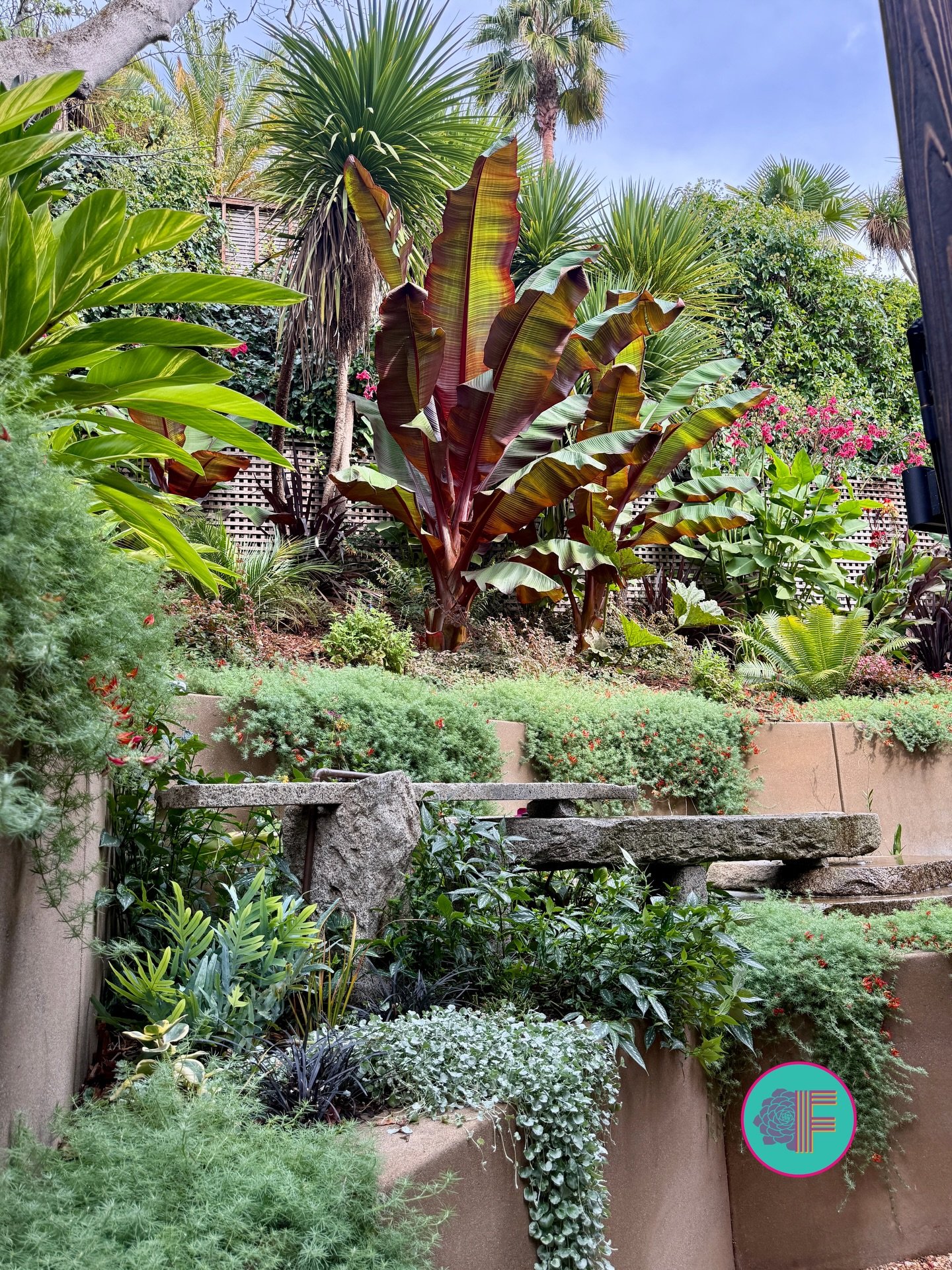 Plant of the Week: Ensete maurelii ✨
Family: Musaceae

Native to the highland forests of Ethiopia, Ensete maurelii is grown for one thing: foliage architecture. Paddle-shaped blades reach 10 to 15 feet long, emerging saturated in maroon-red with vivi