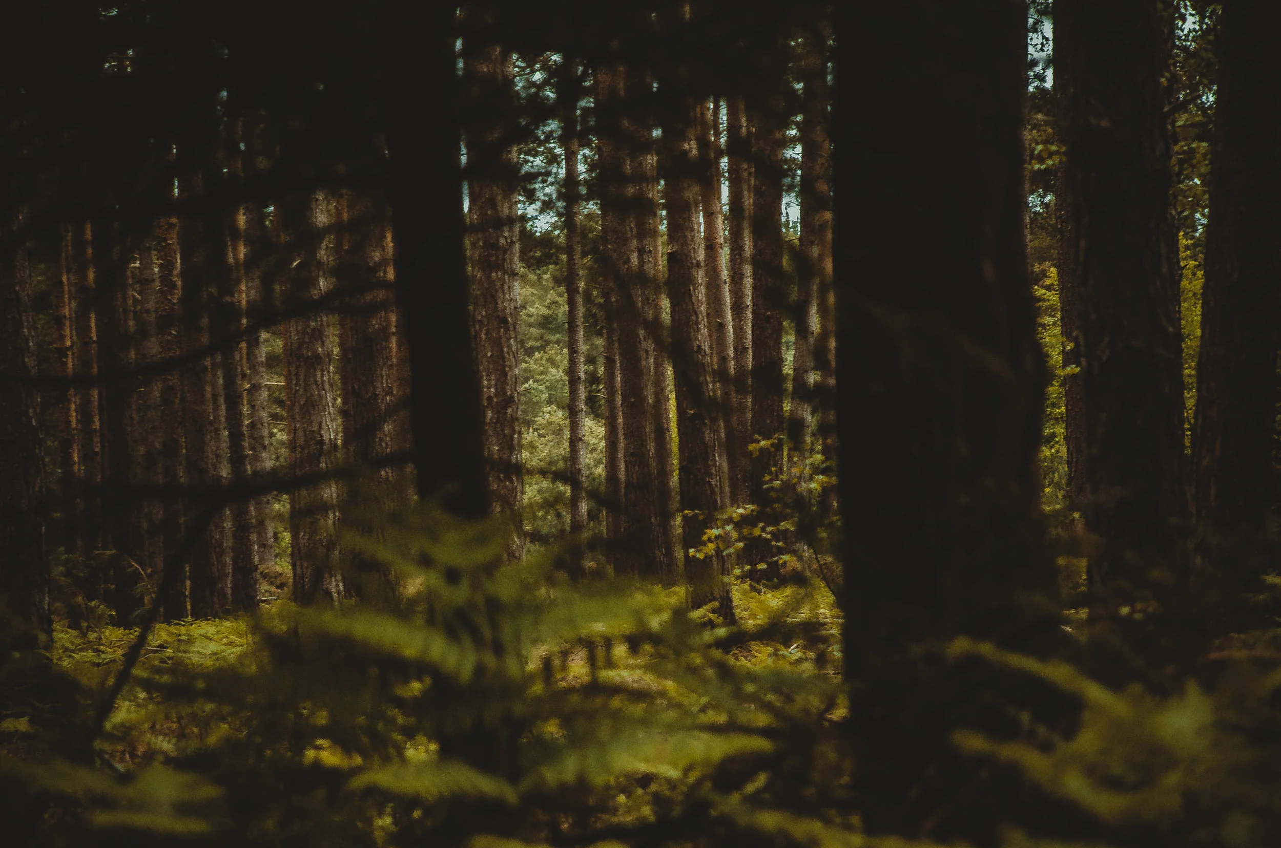 bourne-woods_17934234689_o.jpg