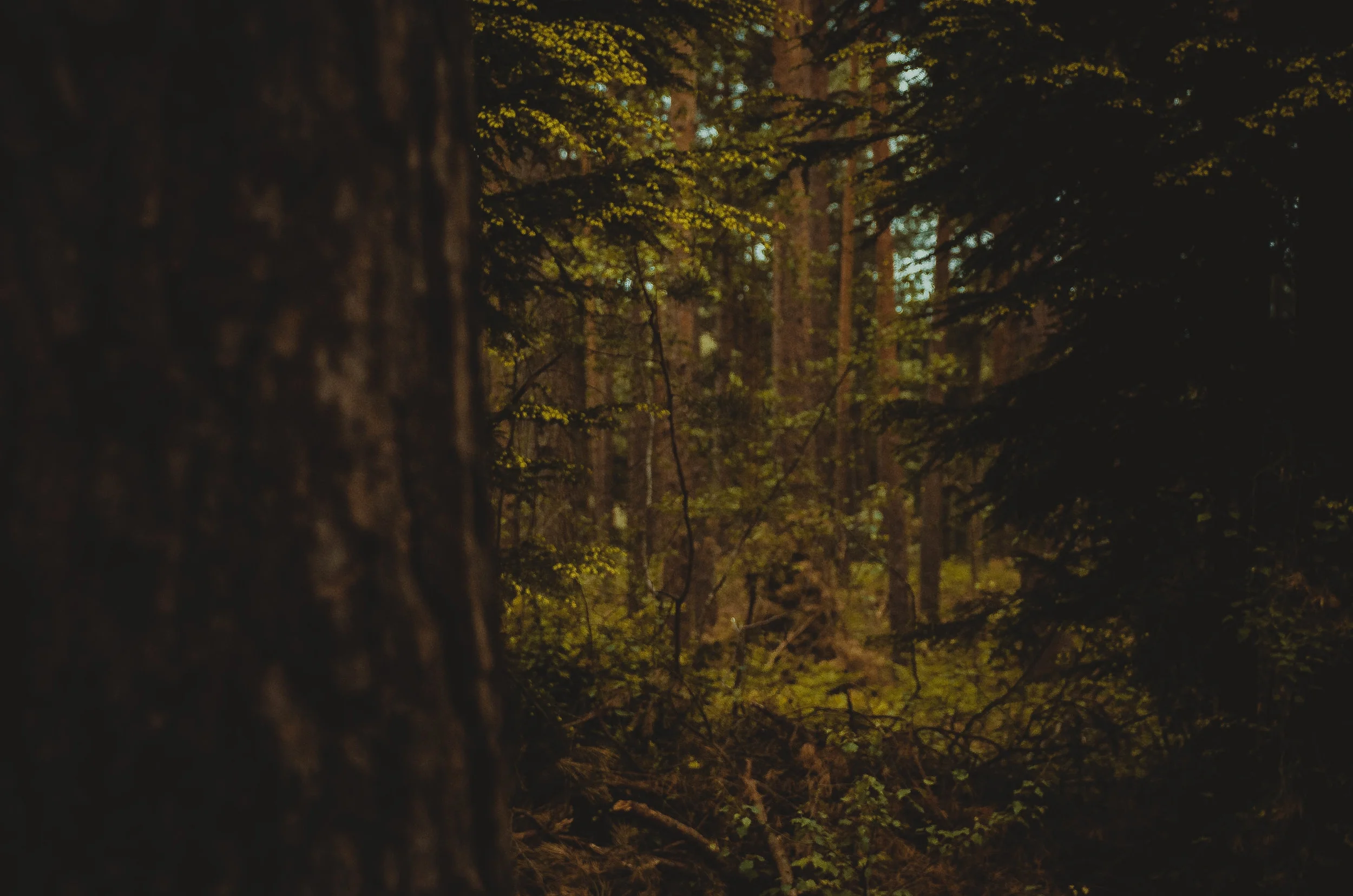 bourne-woods_17932729850_o.jpg