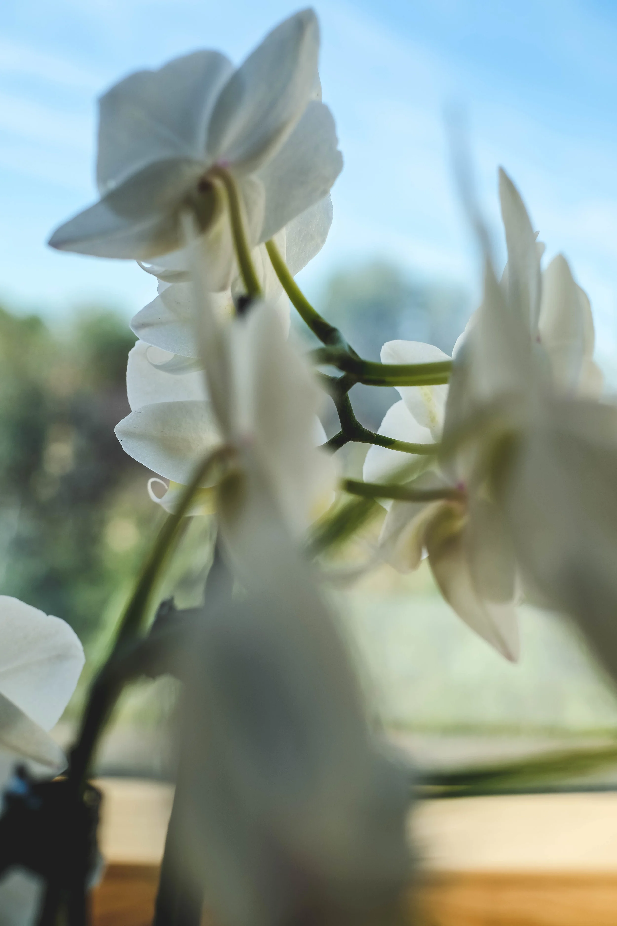 DSCF1536.jpg