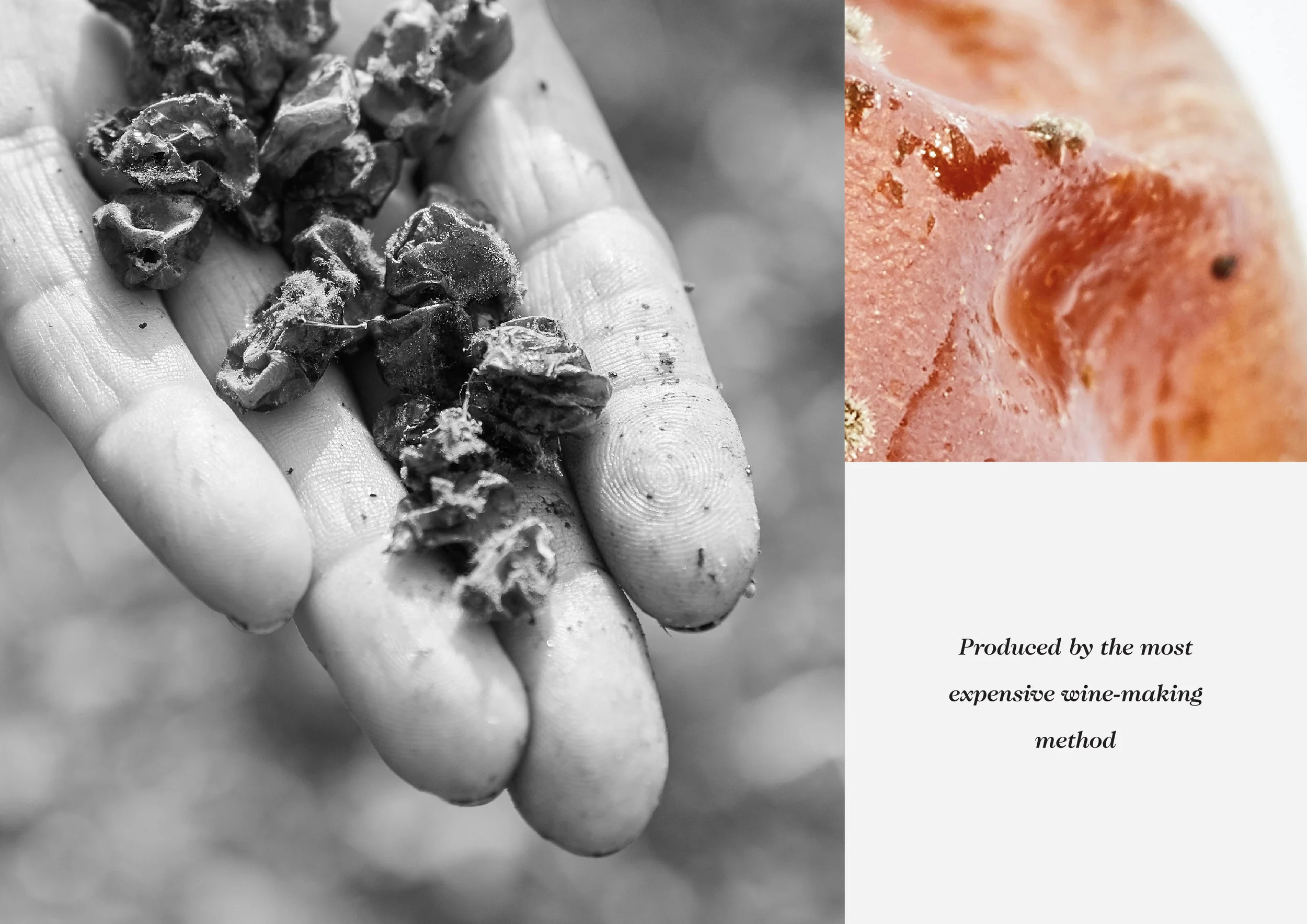 Aszu_Prime_behance-11.jpg