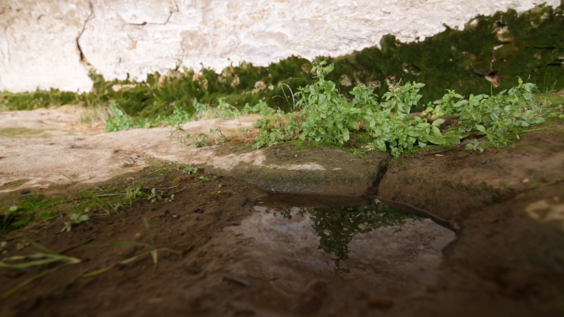 Sacred Spring