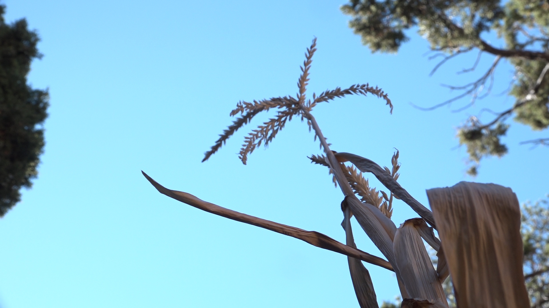 From Ancient Seeds