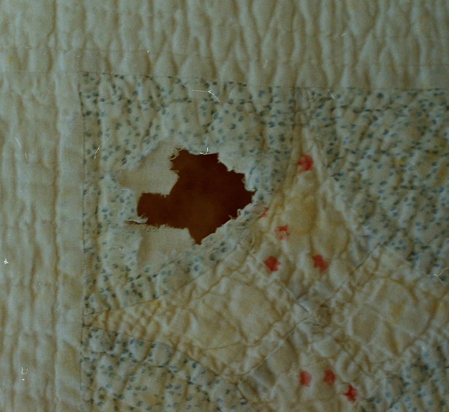 mouse-chewed-hole.jpg