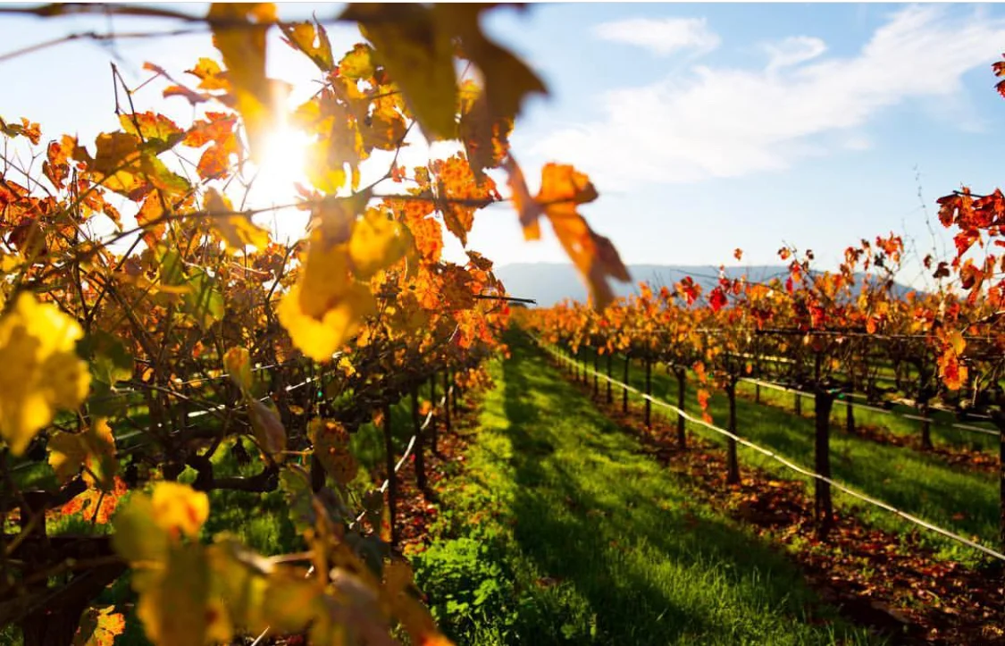 FR Harvest Vibes: On Being A Harvest Widow