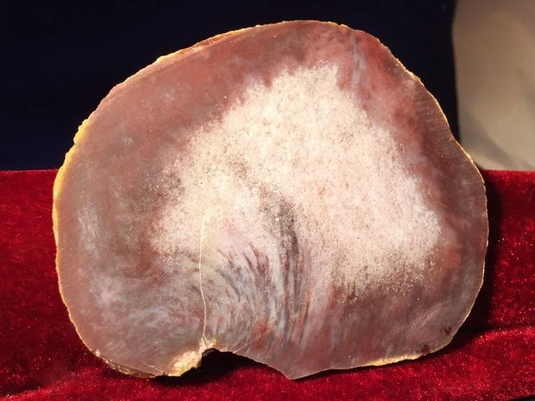 Kentucky Agate 3.JPG