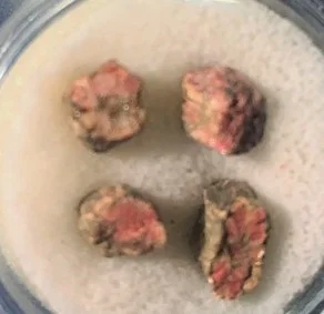 Cherry Blossom Stone - Japan