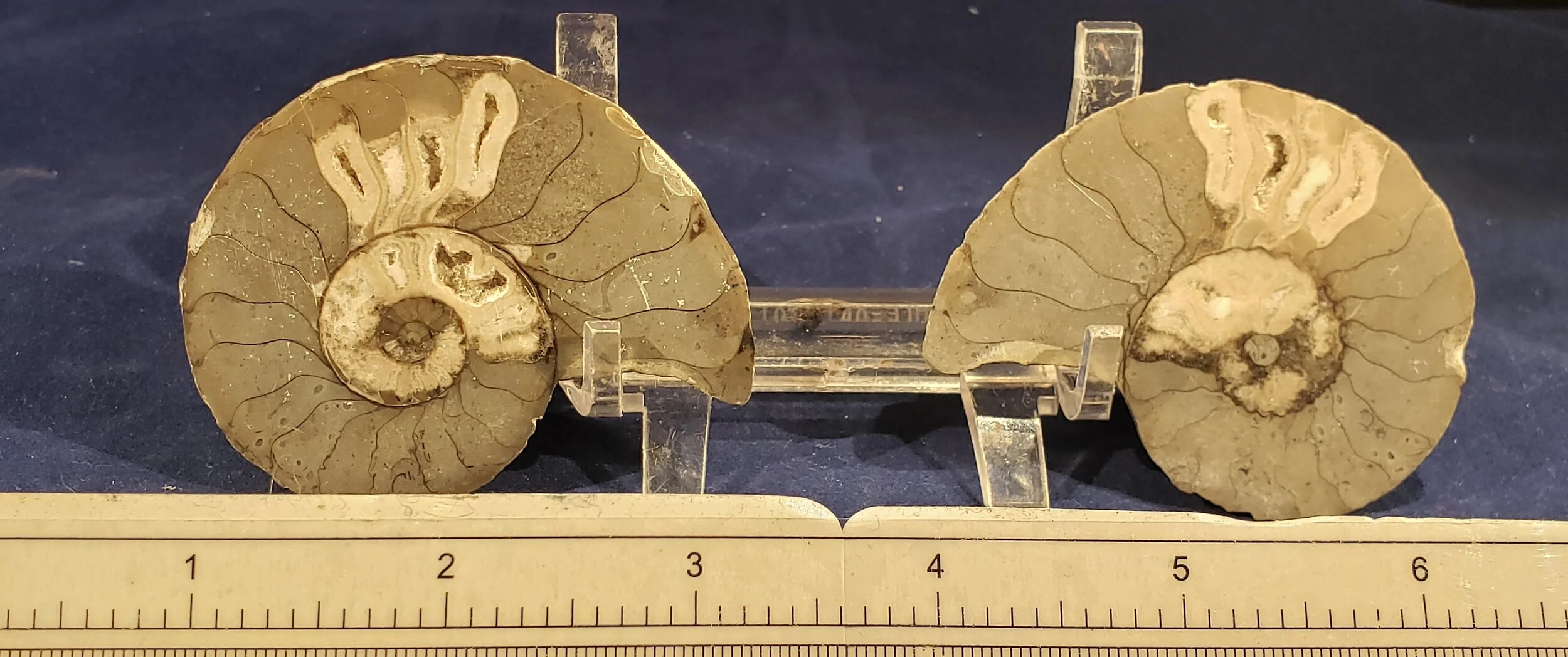 Ammonite Pair 002