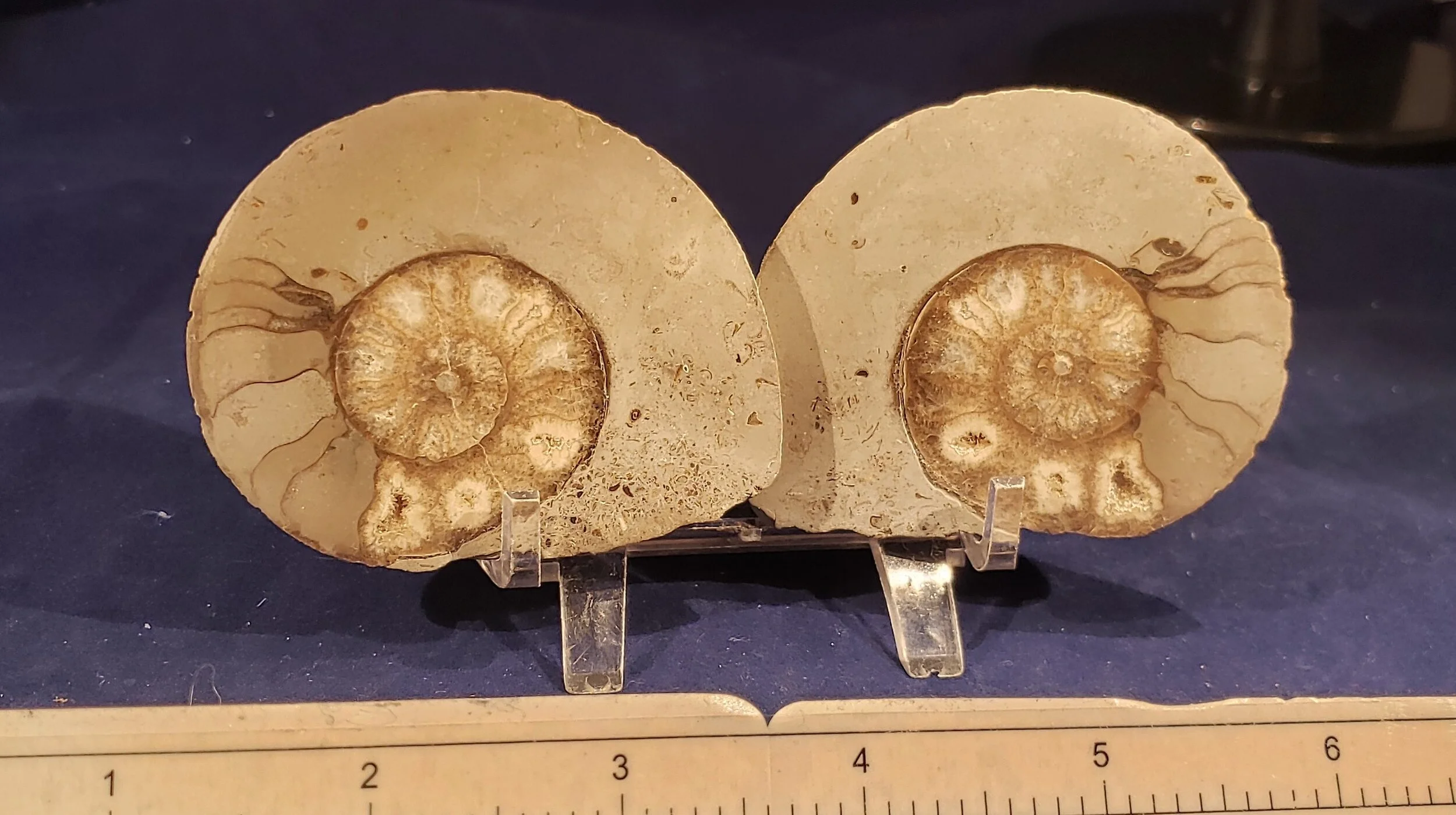 Ammonite Pair 003