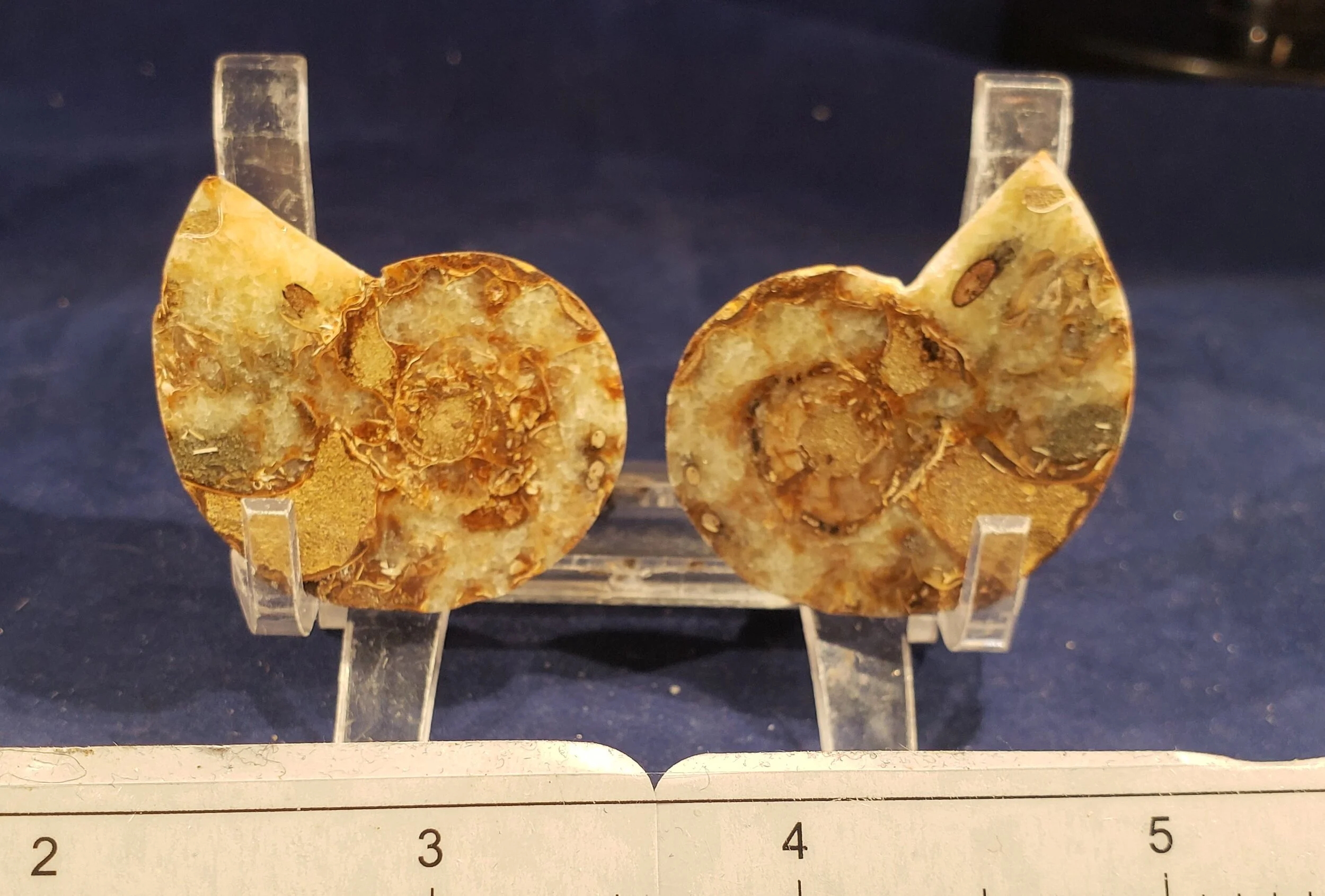 Ammonite Pair 006
