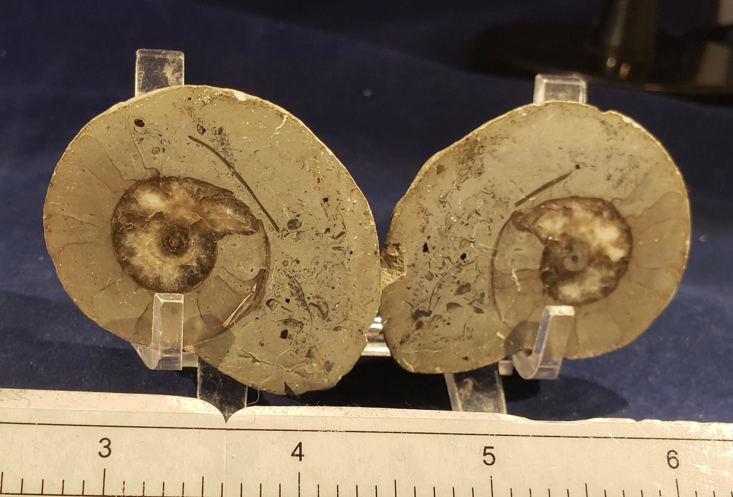Ammonite Pair 007