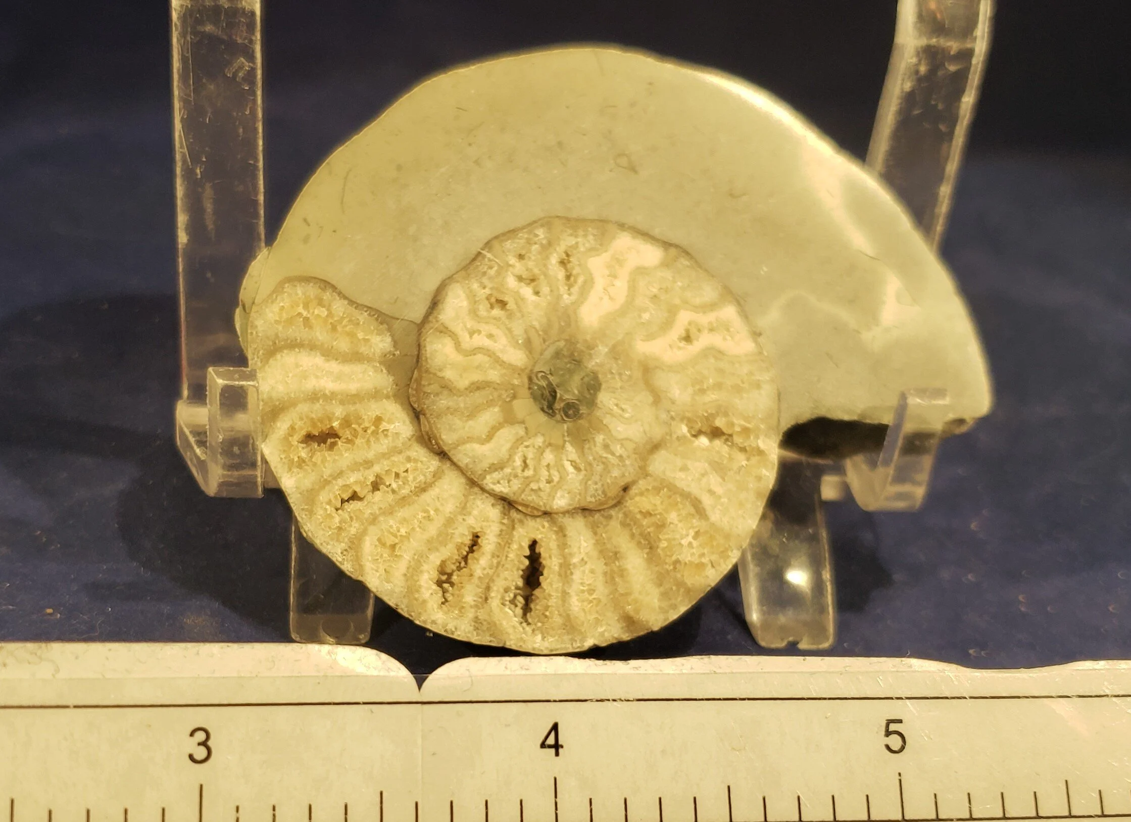 Ammonite single 1