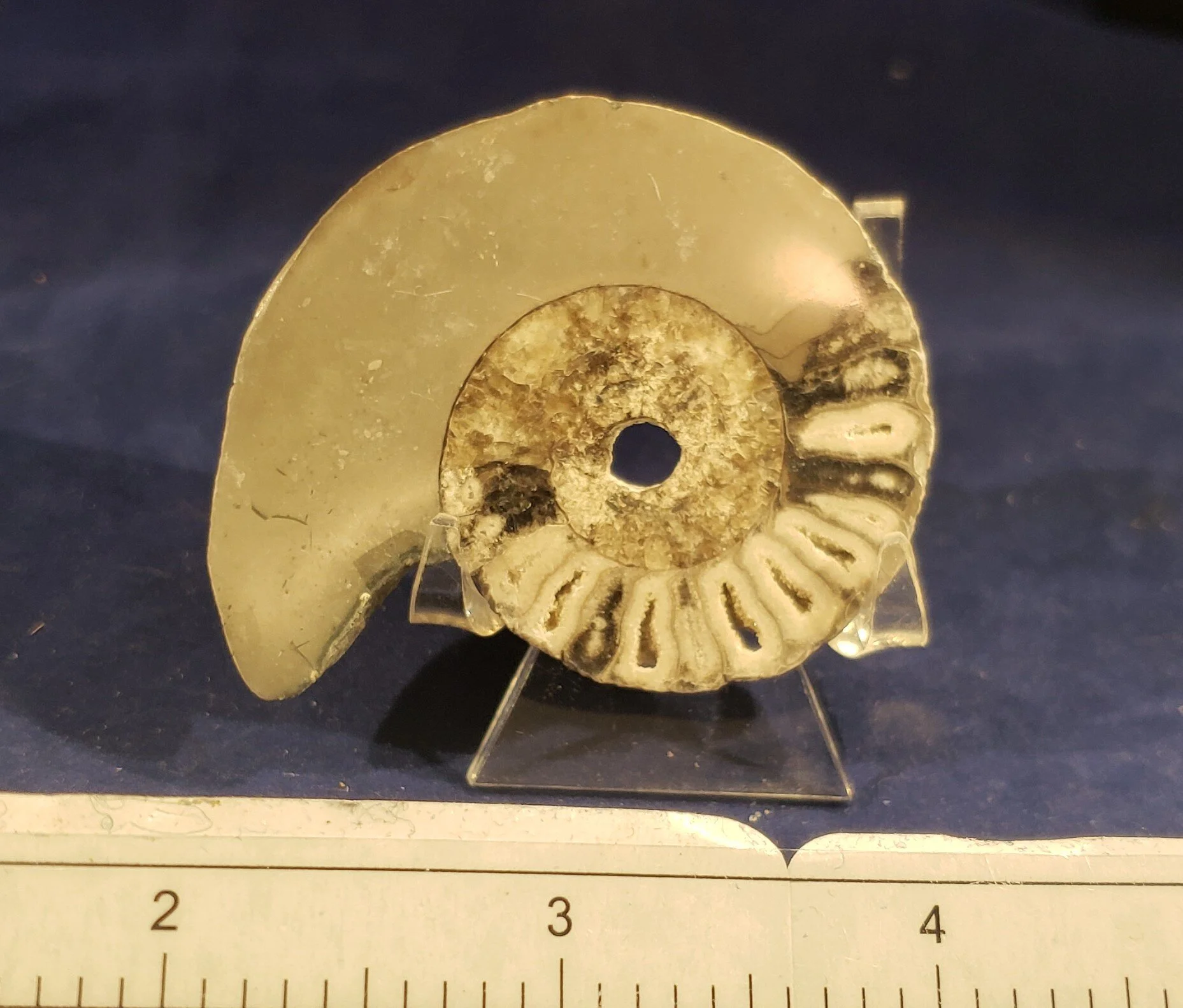 Ammonite Single  002