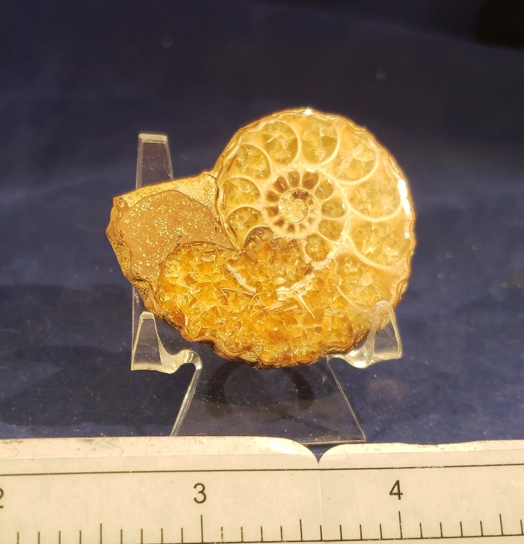 Ammonite Single 003