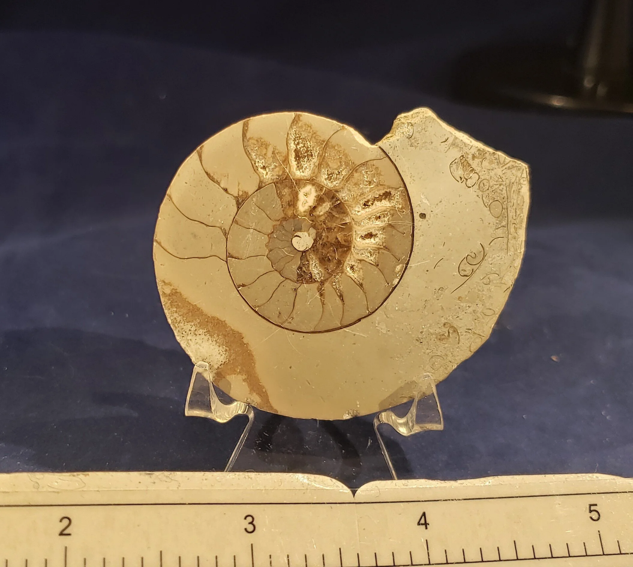 Ammonite single 004