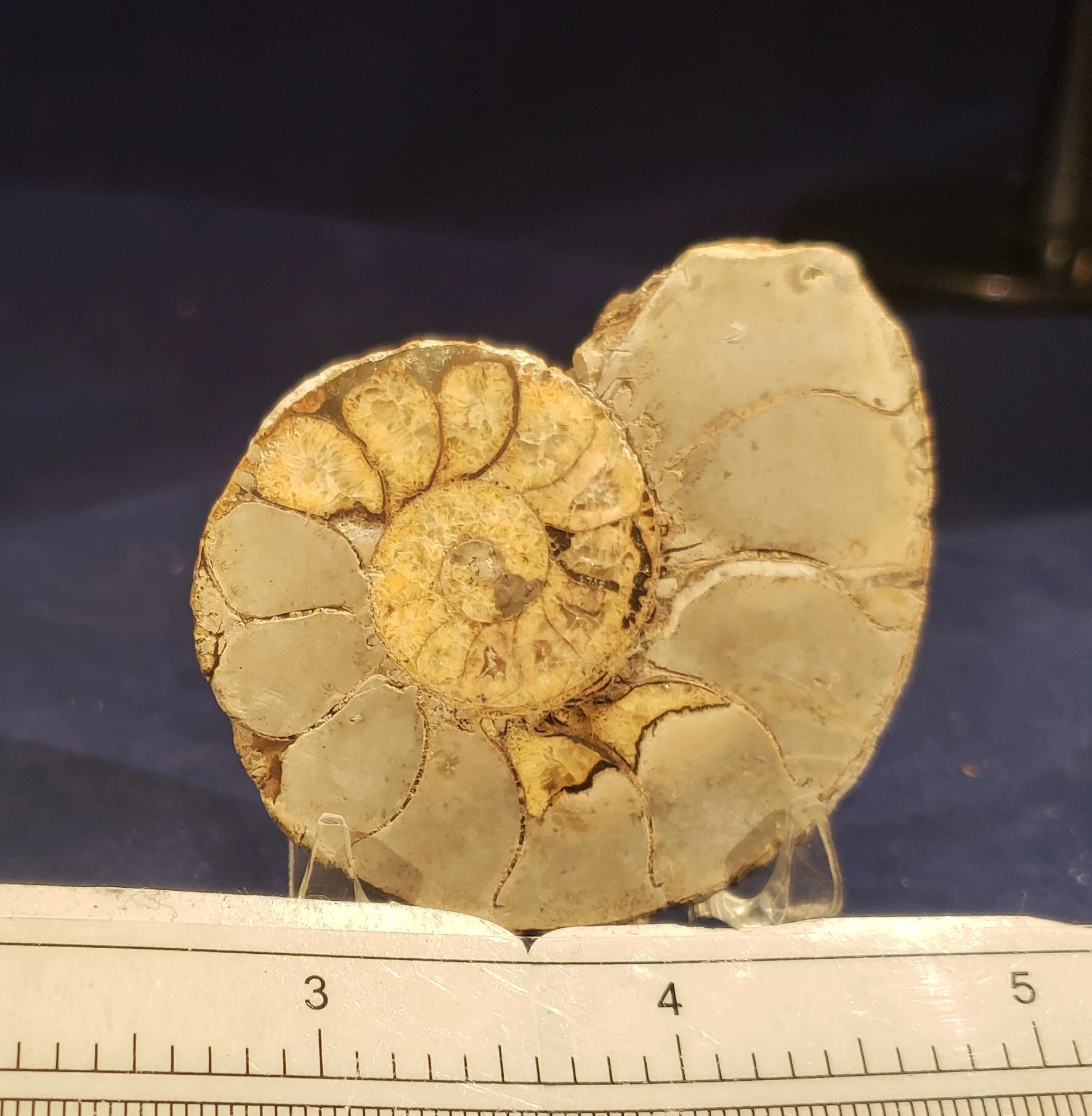 Ammonite single 006