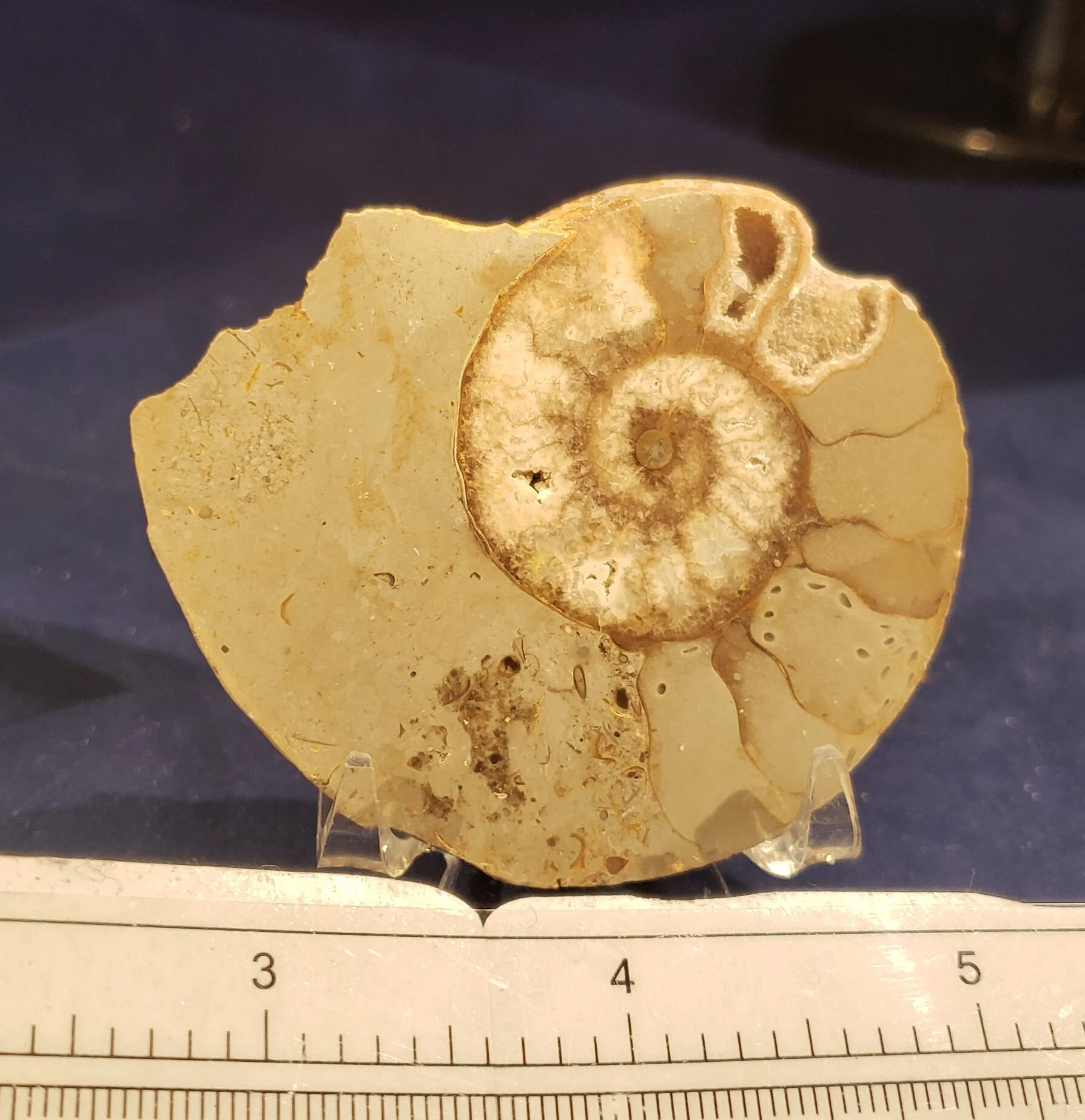 Ammonite single 007