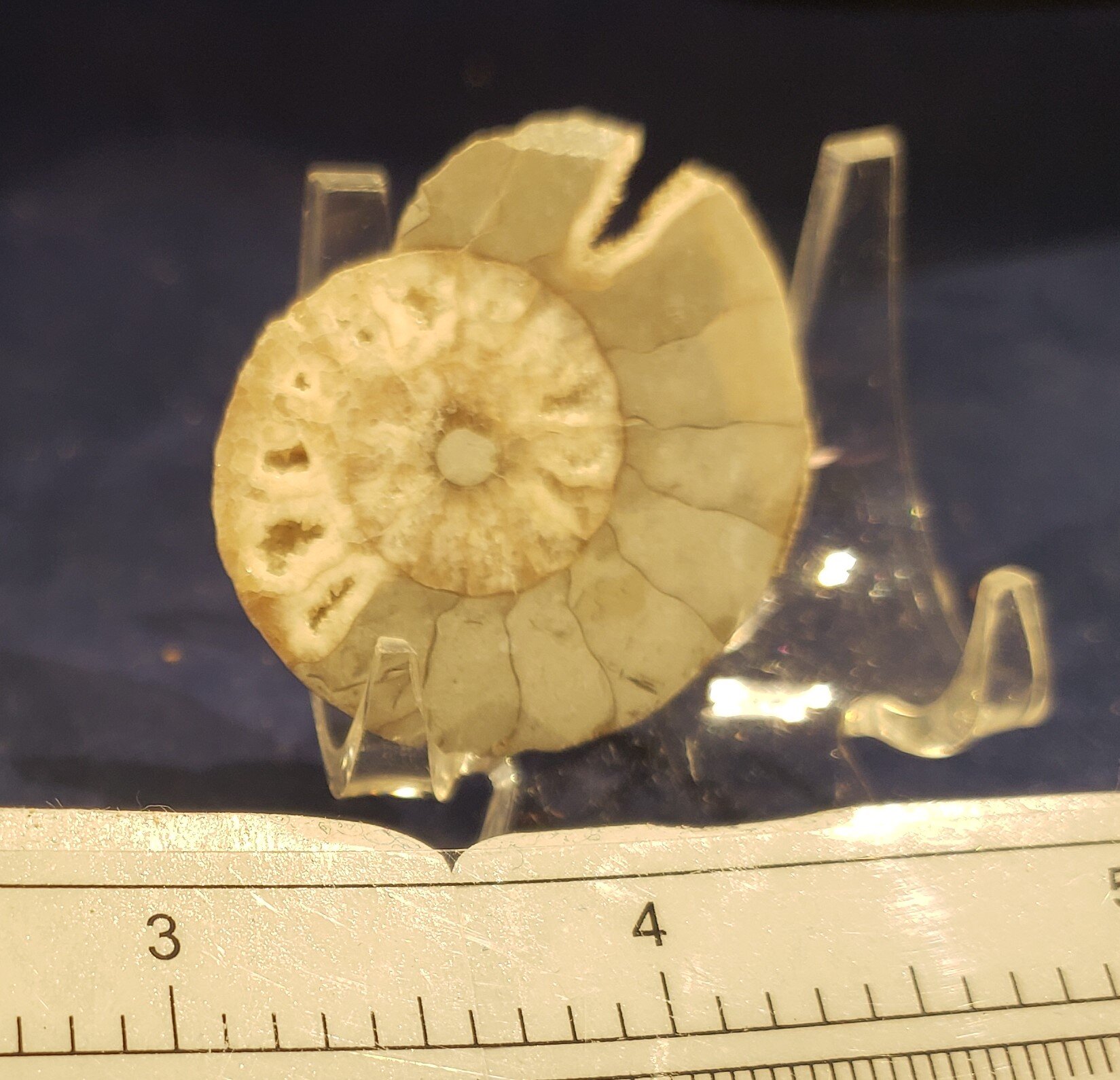 Ammonite single 008