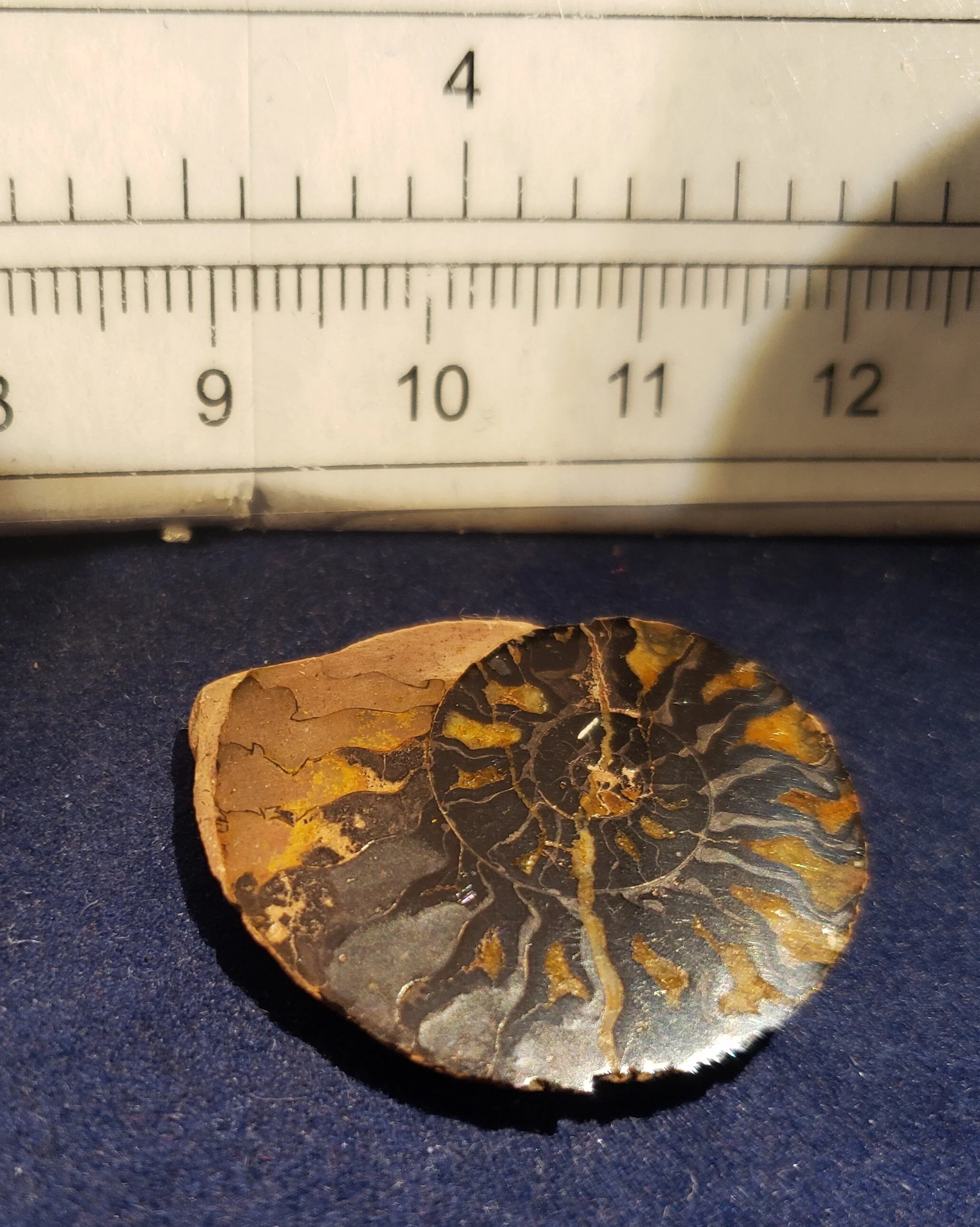 Ammonite Single thin 002