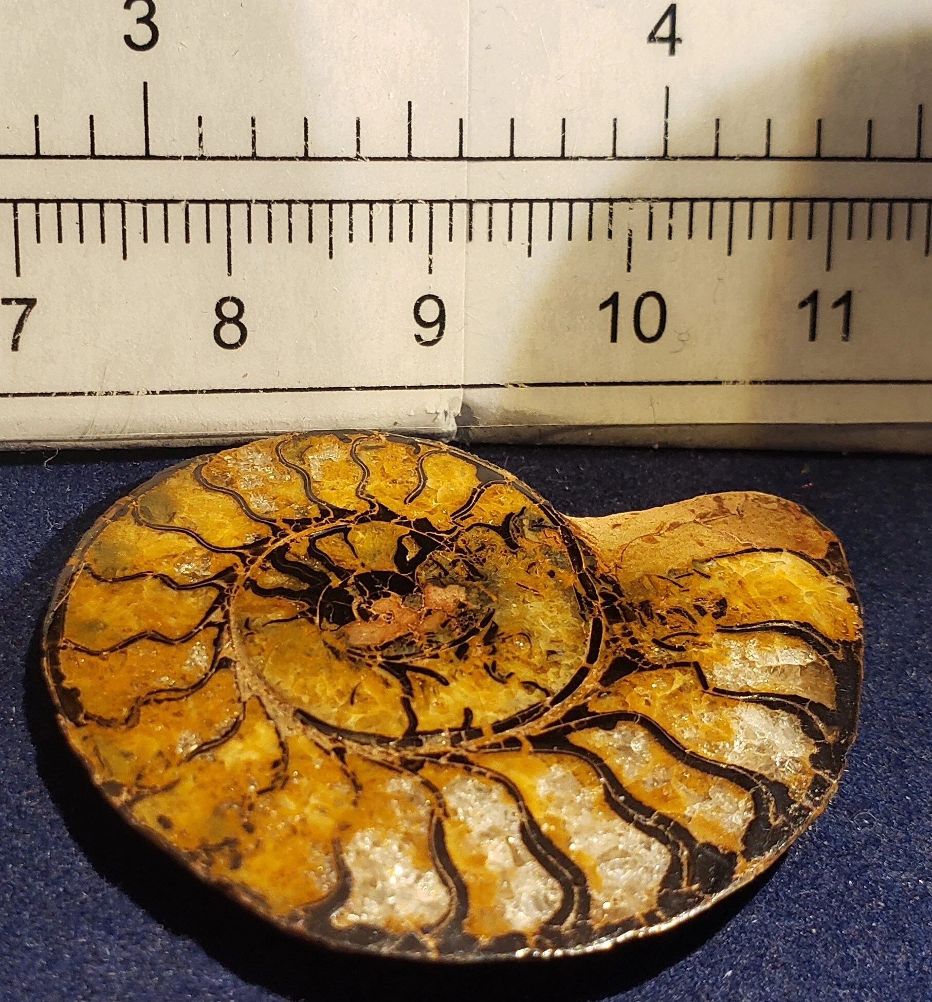 Ammonite single thin 001