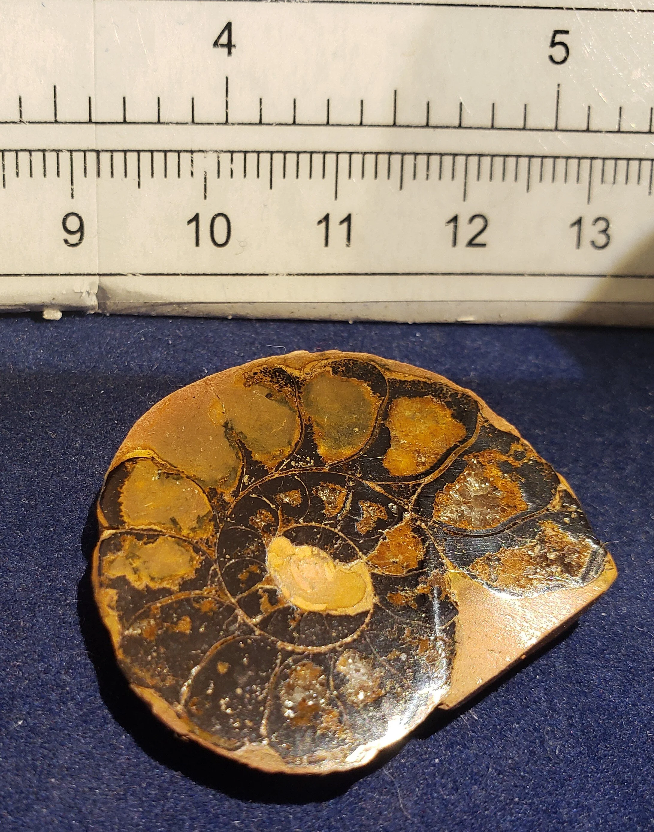 Ammonite single thin 004