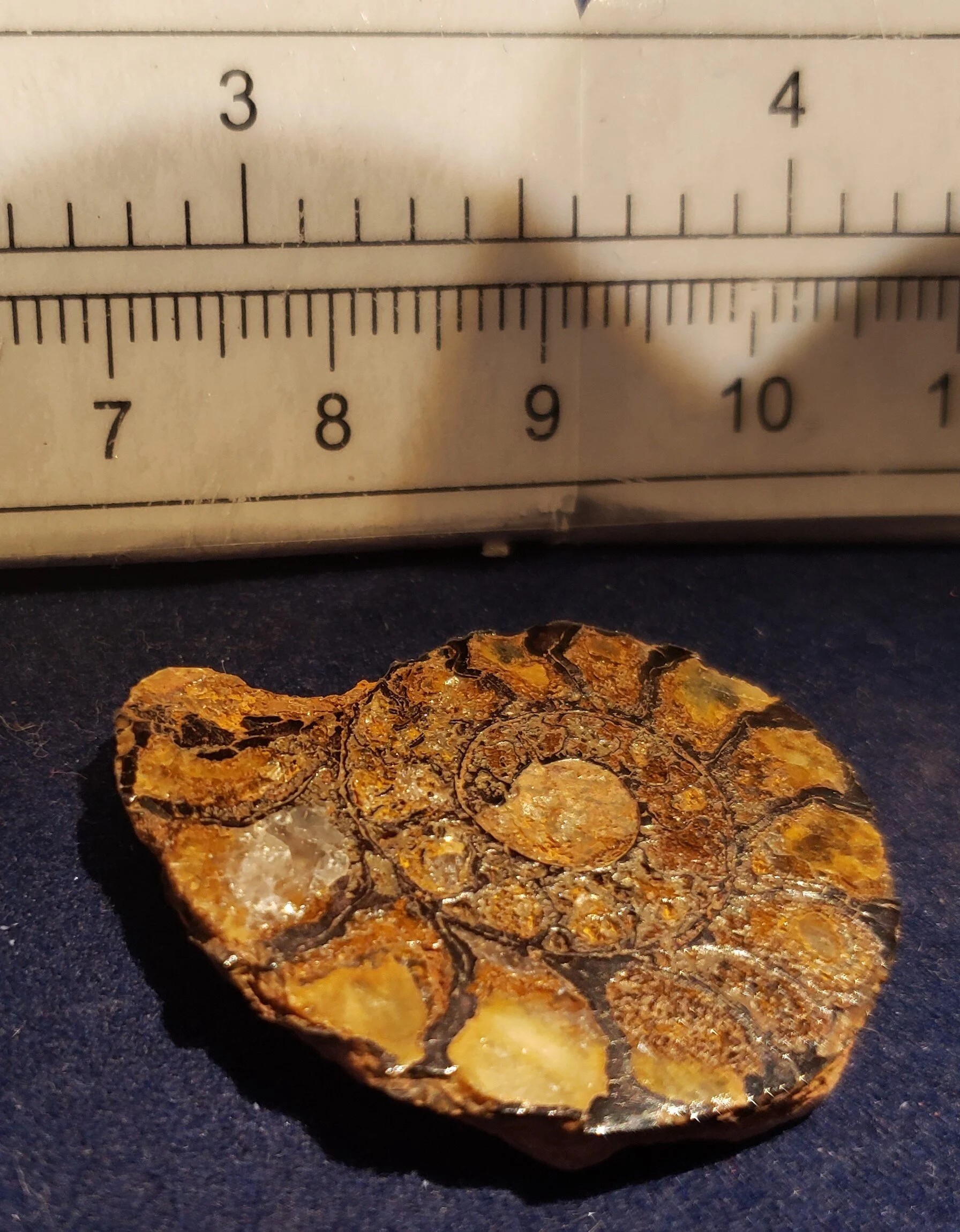 Ammonite single thin 005