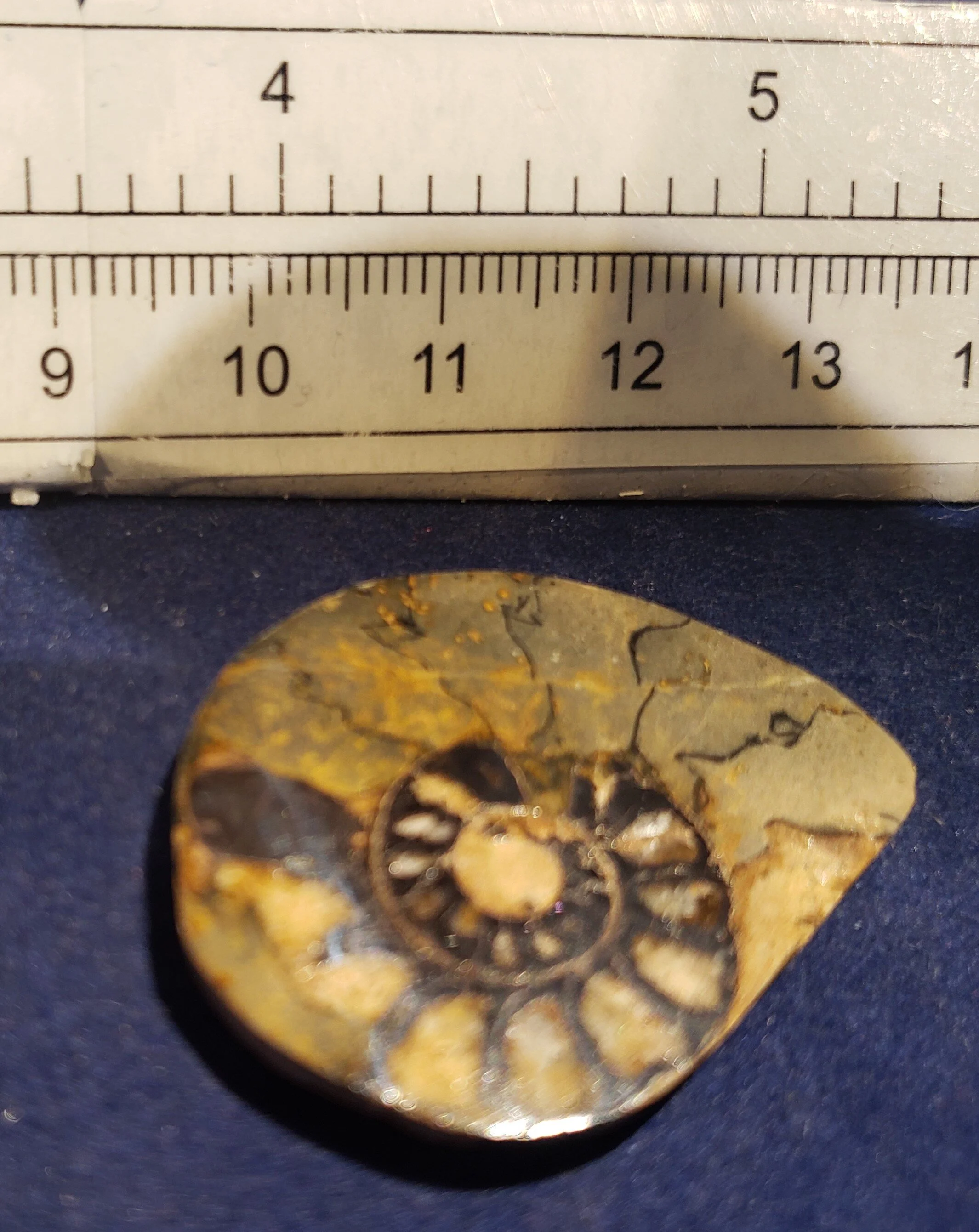 Ammonite single thin 006