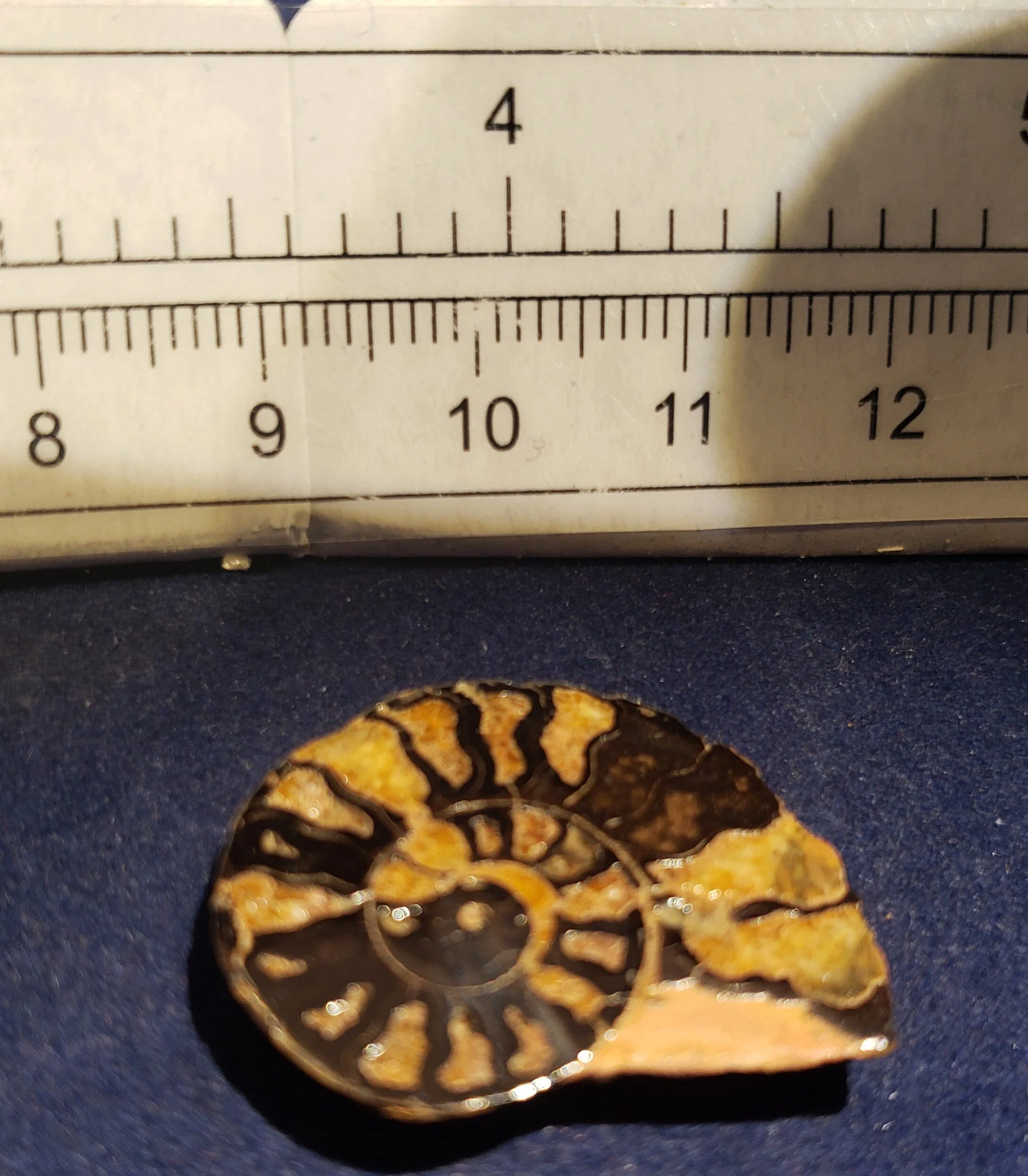 Ammonite single thin 007