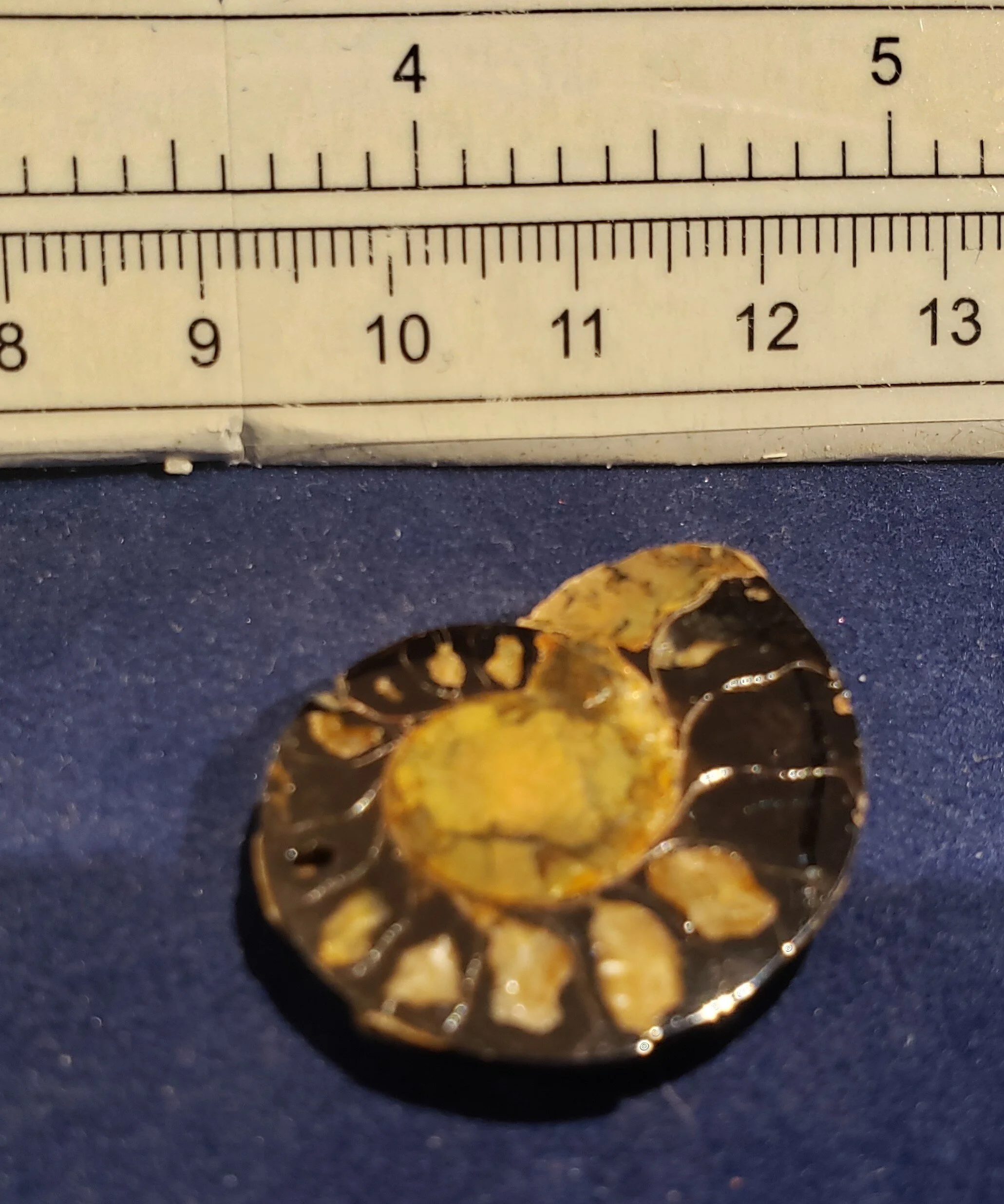 Ammonite single thin 008
