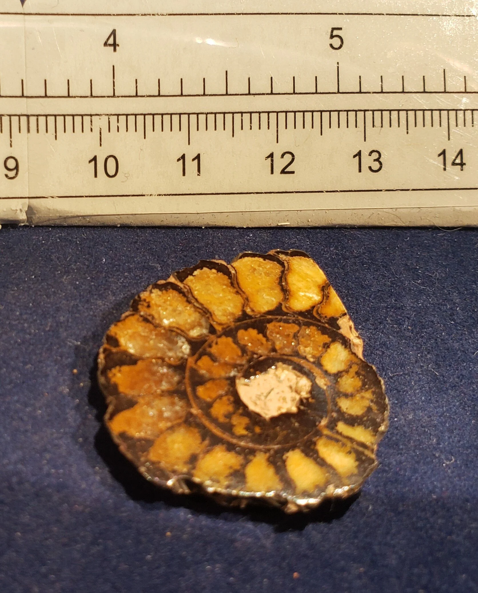 Ammonite single thin 009