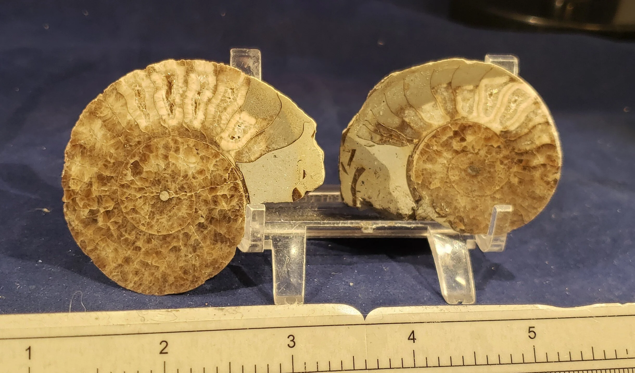 Ammonite Pair 005