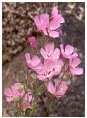pink flowers.jpg