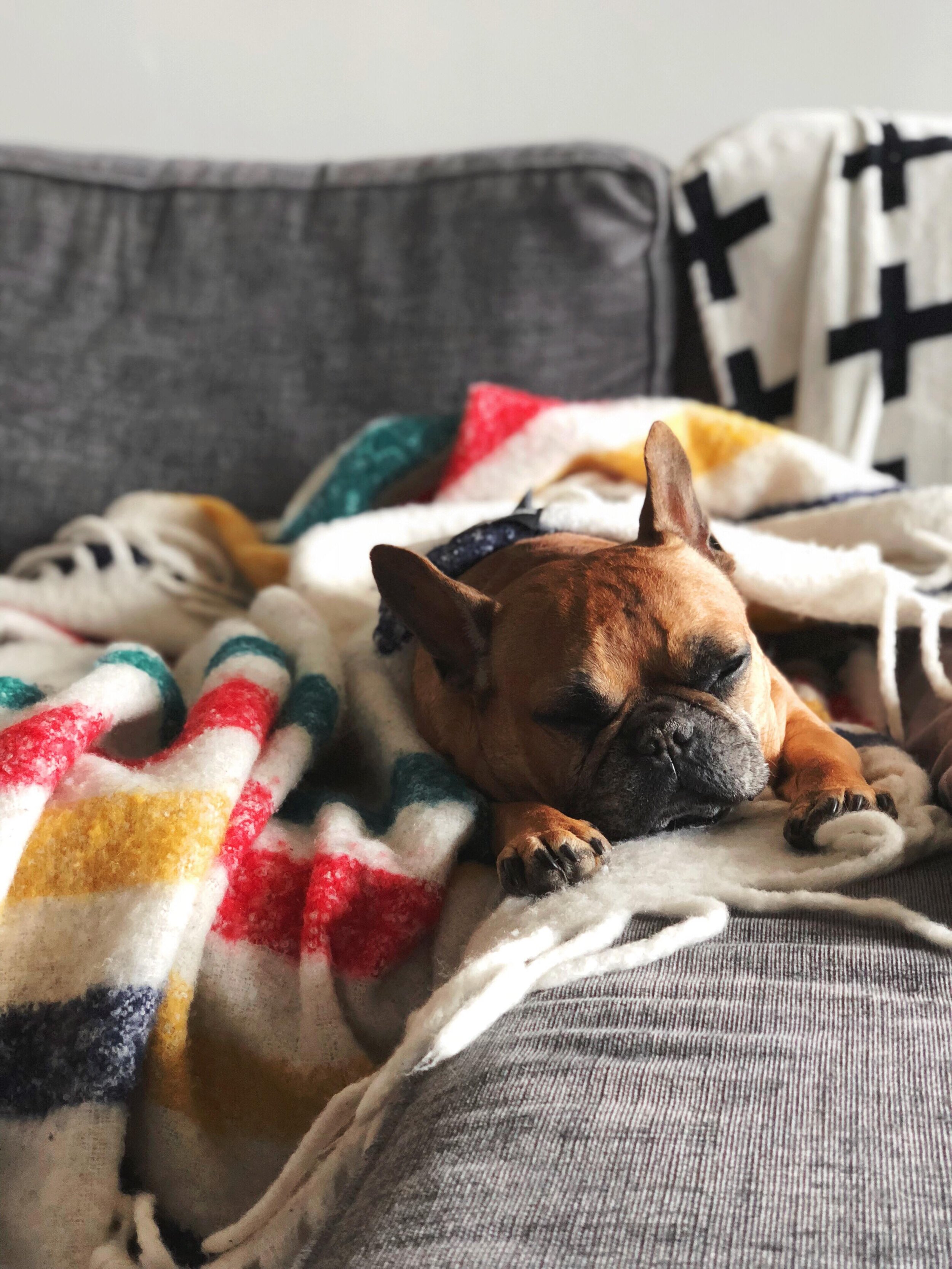DogLove ‘Small-dog Specialist’