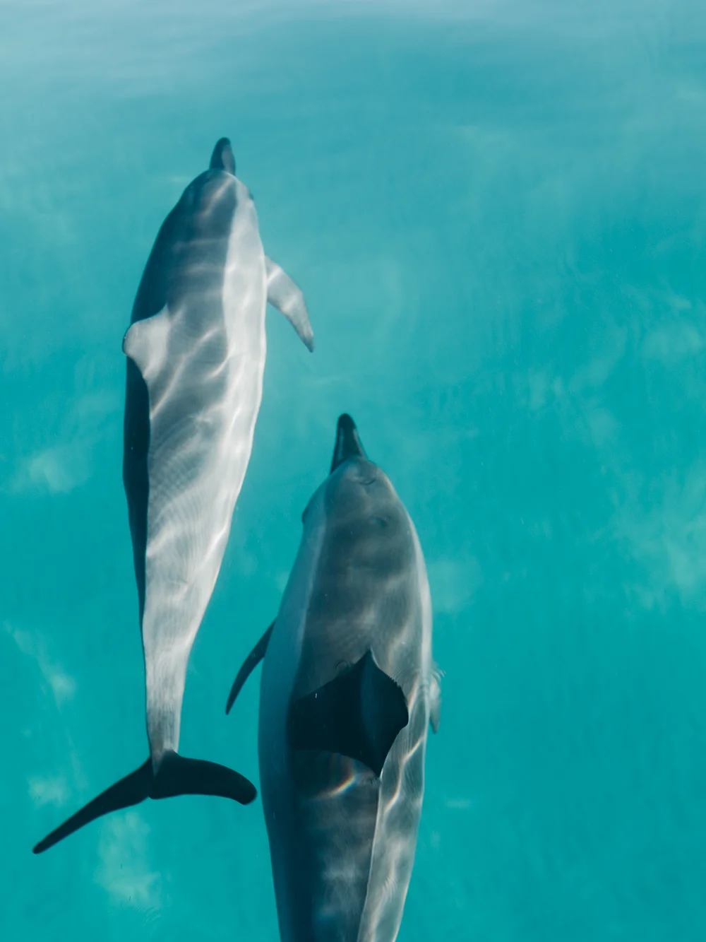 spinner_dolphins-Cookwilltravel-Kauai.jpg