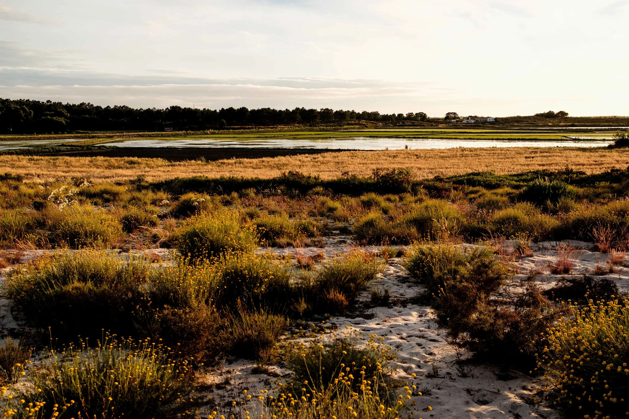 Cookwilltravel - Comporta - 6.4 - DSCF2570.jpg