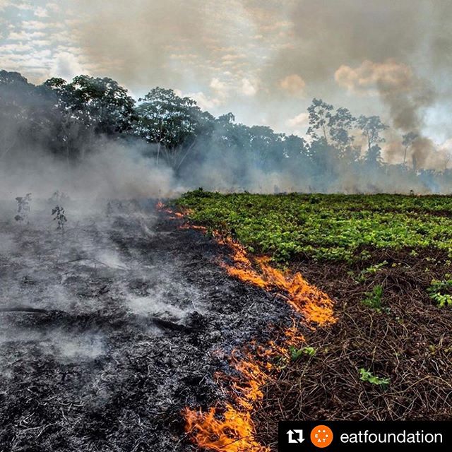 🆘 Amazon = 20% of air we breathe ⁣
🔥So what can YOU do?⁣⁣
❌⁣ Be conscious, get educated. Cattle ranching is one of the primary drivers of Amazon deforestation. It&rsquo;s not just on fire for no reason. ⁣
⁣
❌Eliminate or reduce consumption of beef 