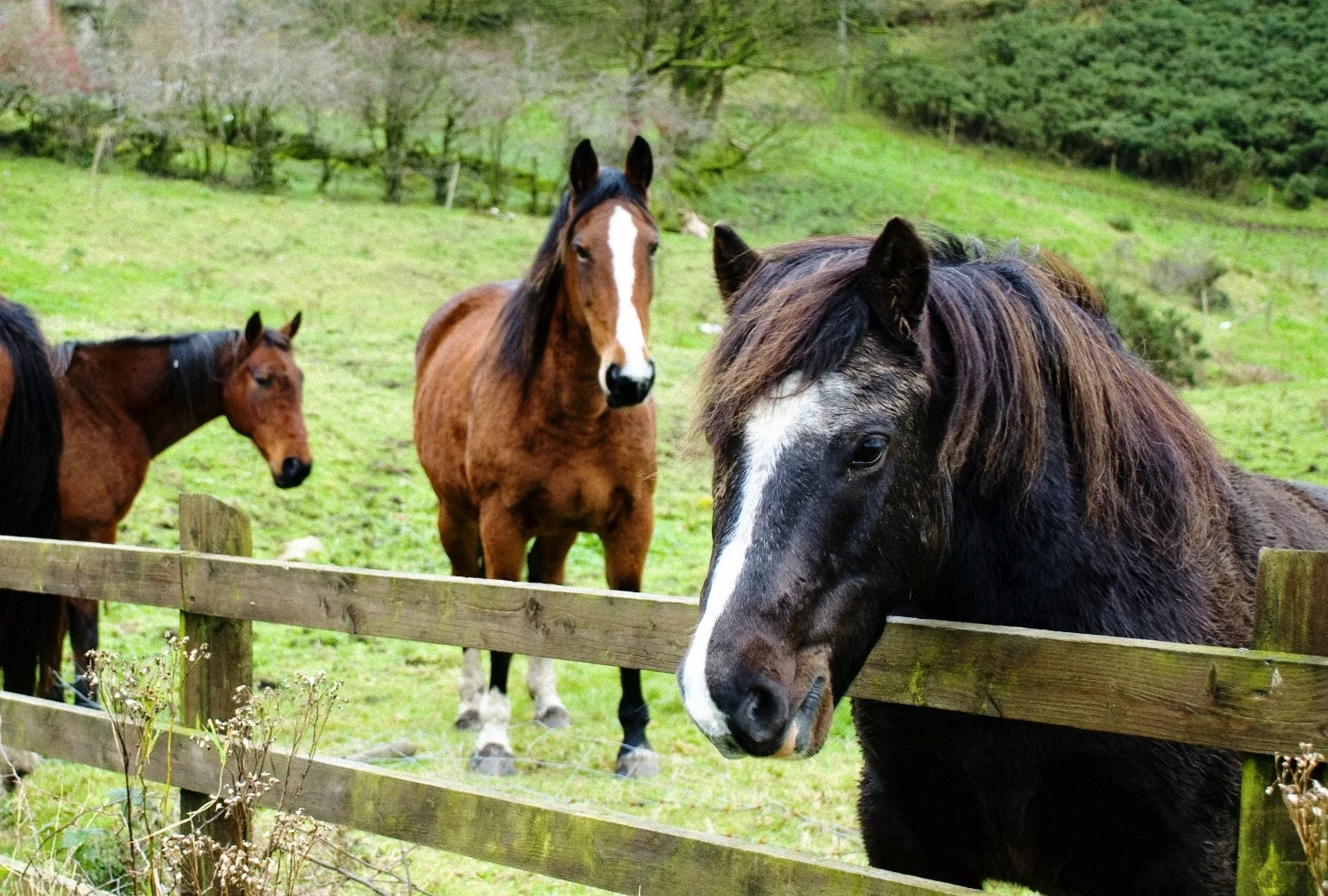 kildare_racehorse_tms_chauffeur_tours_ireland.jpg