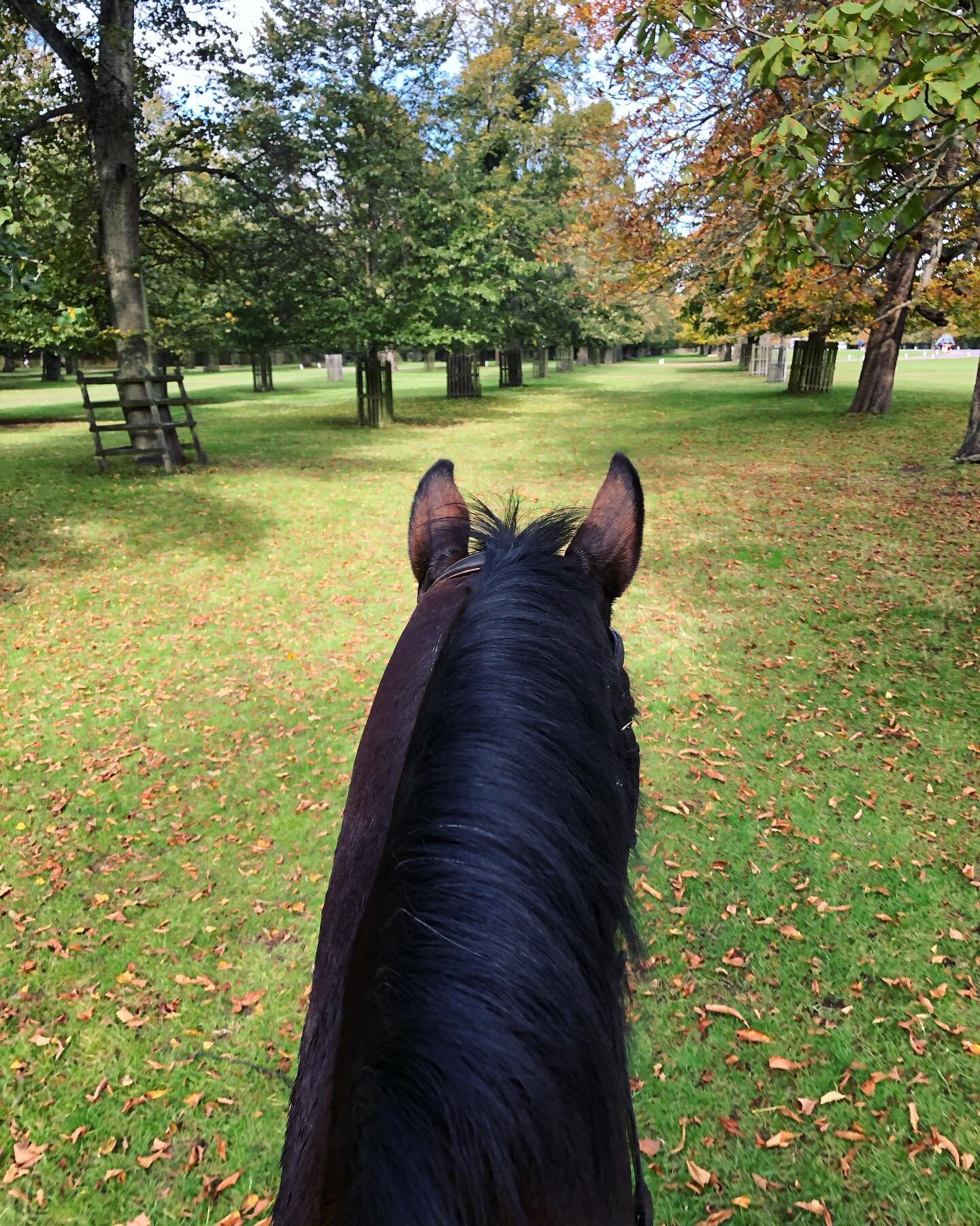 Who else is spending their Sunday sat behind ears? 🙋&zwj;♀️ This is a shot from a trip to Bushy Park
&bull;
Why not book yourself a 1/2 day Horsebox Hire during the week for just &pound;60.00 (or a Full day hire at the weekend for &pound;90.00) and 