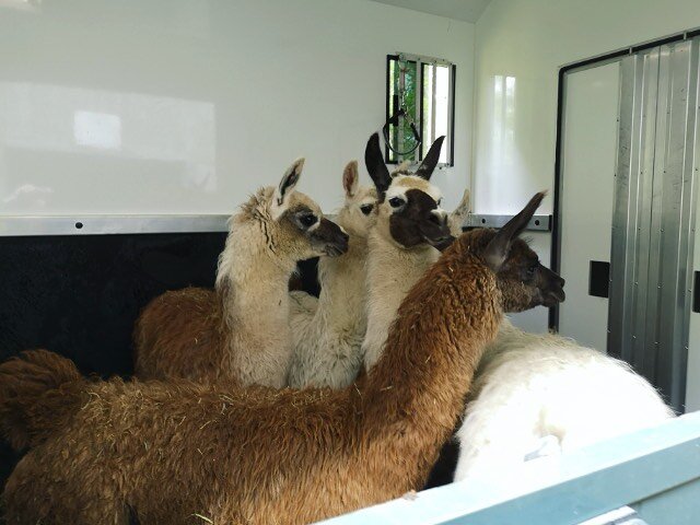 🦙🦙🦙 We&rsquo;ve got baby Llamas on board today! The partition in our Horseboxes can be removed to enable you to travel Llamas, Alpacas, Foals, Mare &amp; Foal, chickens, goats etc. LOVE seeing all the different animals travelling in our Horseboxes