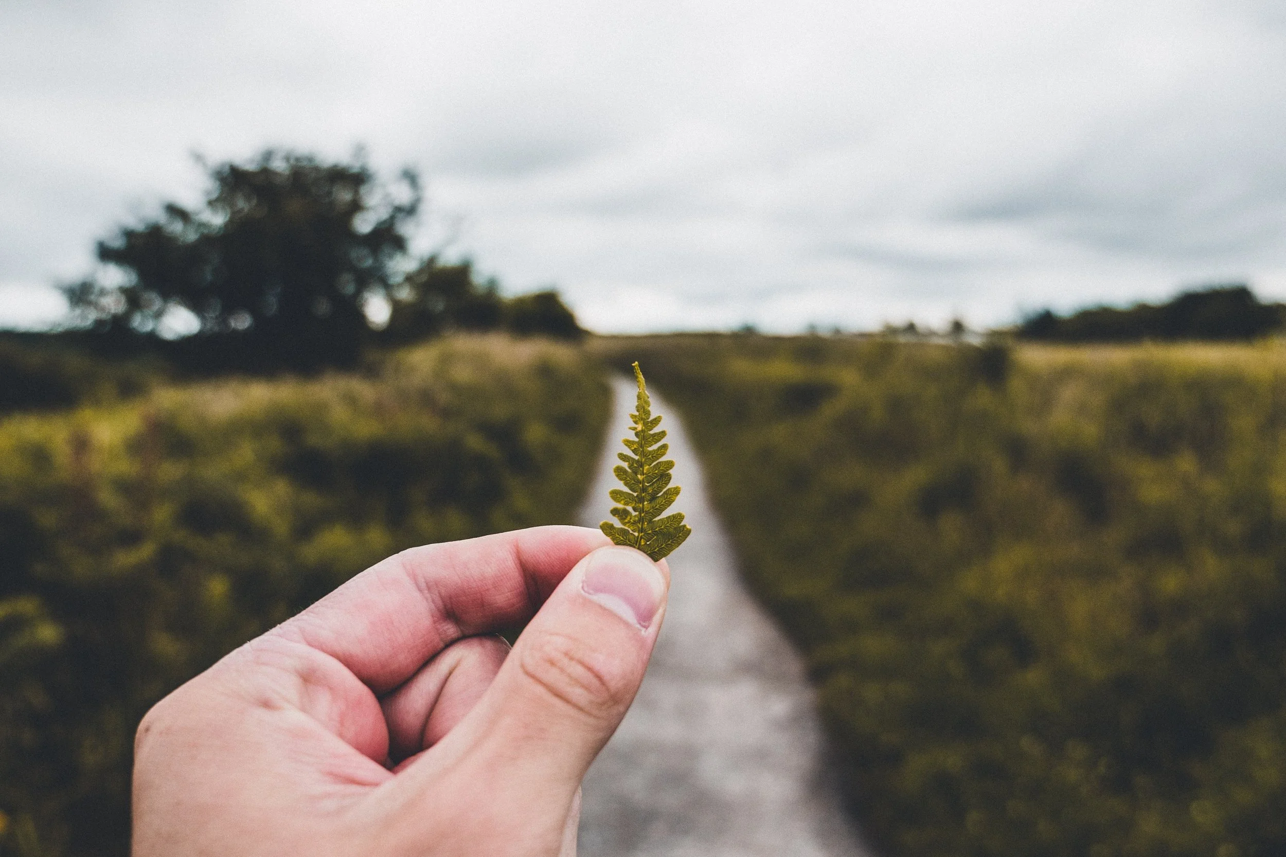 Hand holding a leaf, scenery and path in background. 