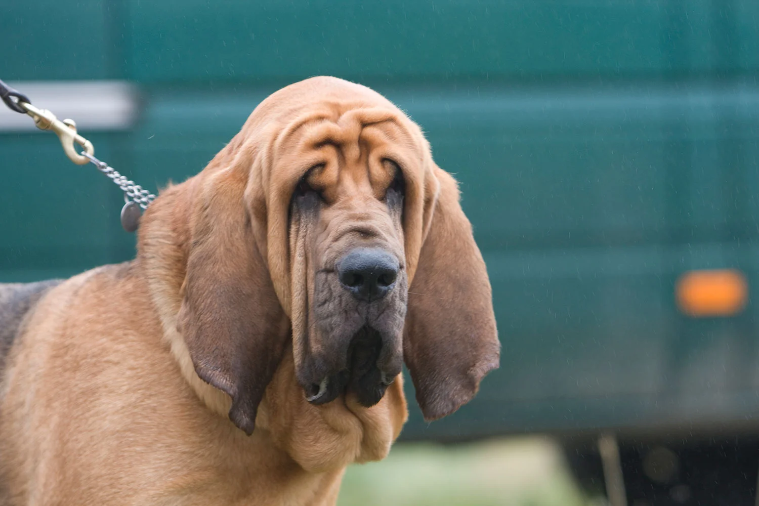 Positive Dog Training in the Deep South